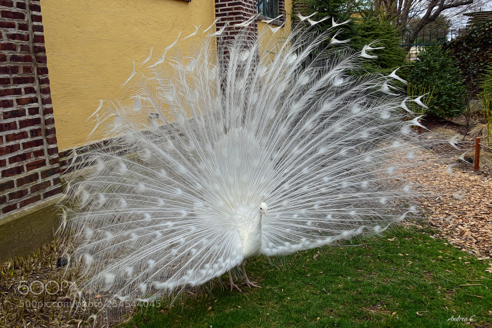 Nikon D7200 sample photo. Albino peacock 3 photography