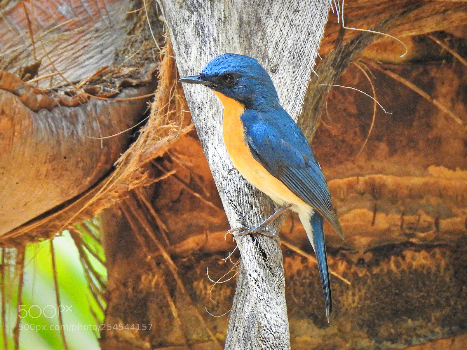 Nikon Coolpix P900 sample photo. Tickells blue flycatcher photography