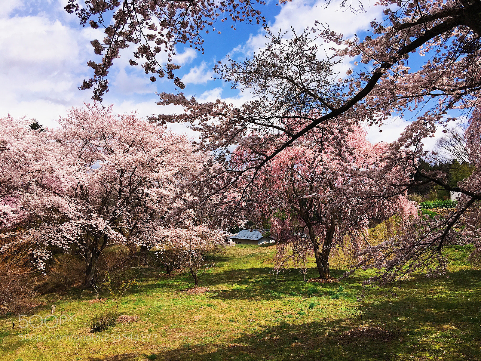 Apple iPhone 6s Plus sample photo. Ｓａｋｕｒａ photography