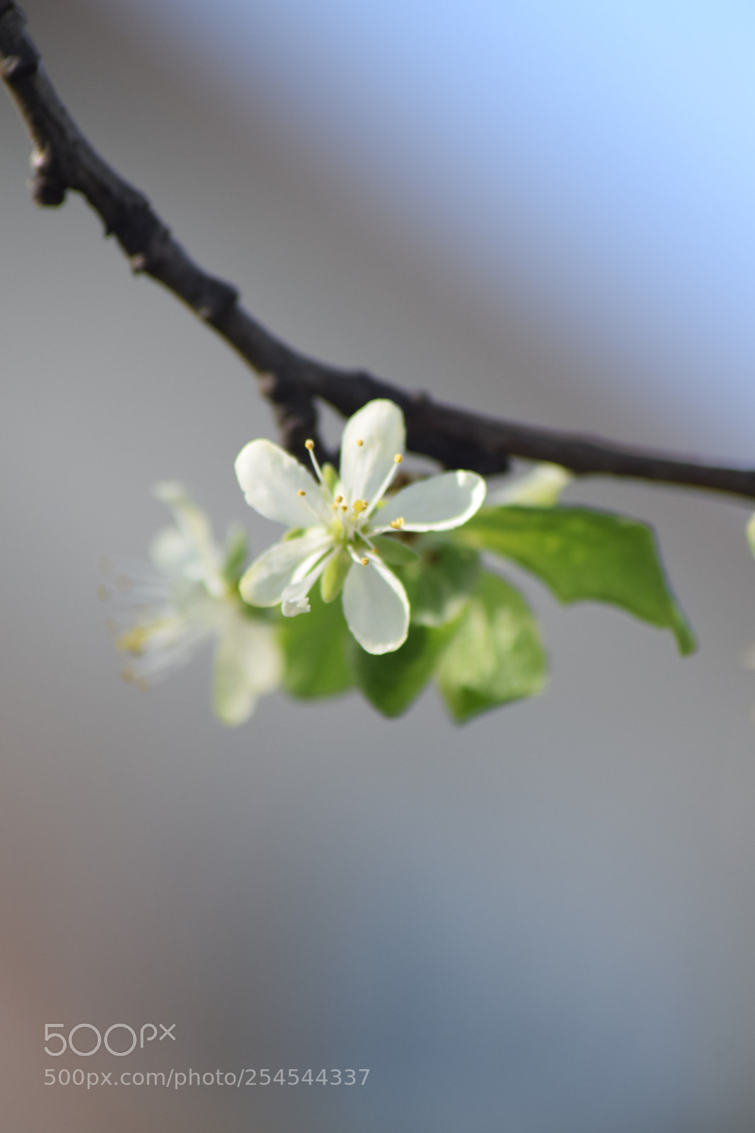 Nikon D5300 sample photo. Plum flower photography