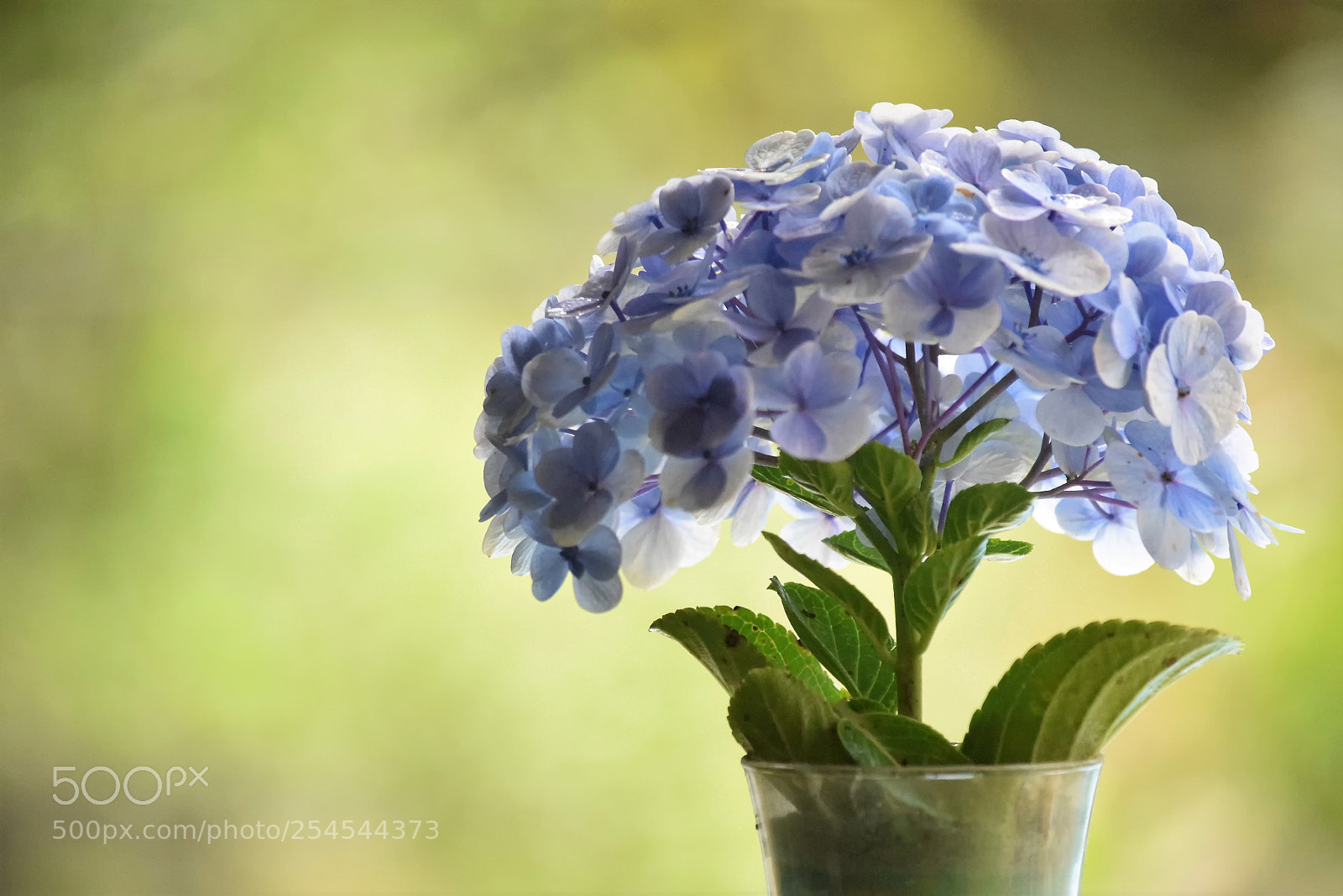 Nikon D5300 sample photo. (flower to you...) photography