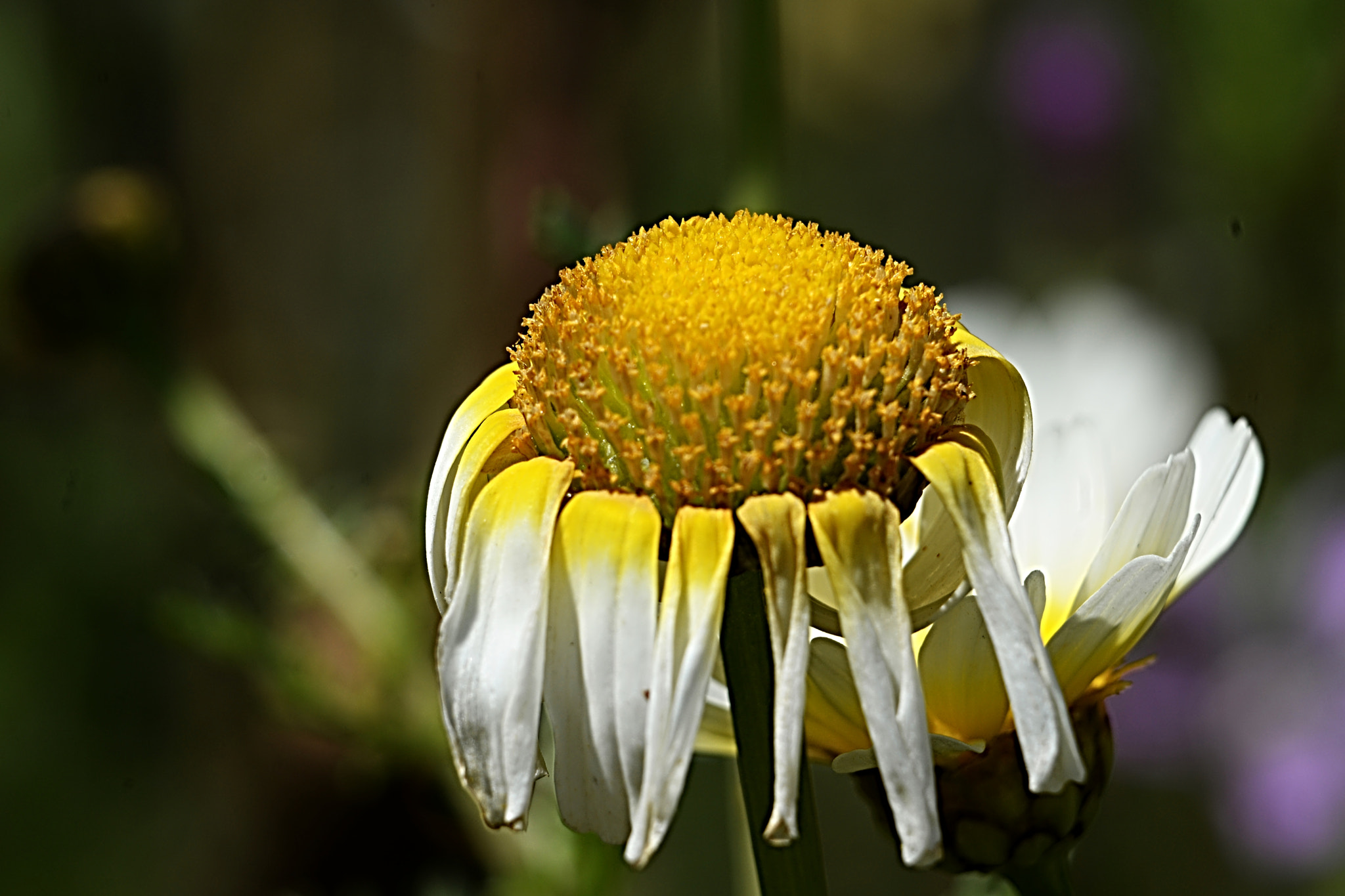 Nikon D610 sample photo. Fragil photography