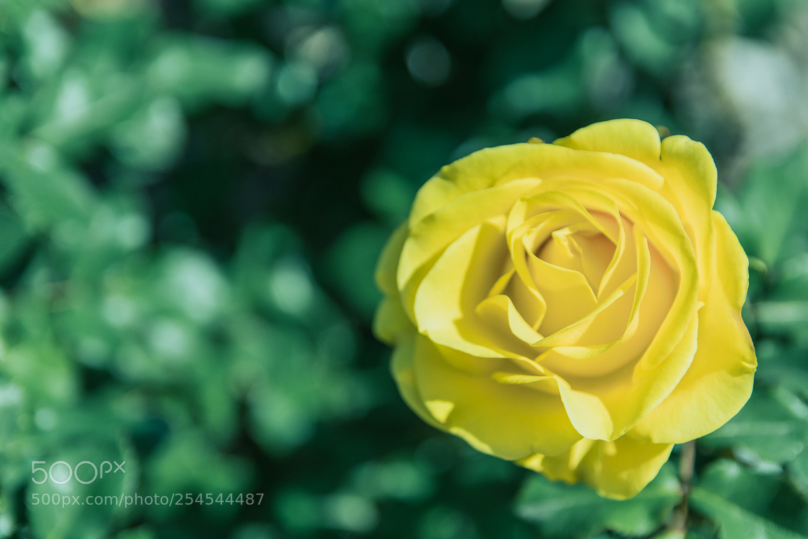 Nikon D5300 sample photo. Yellow flower photography