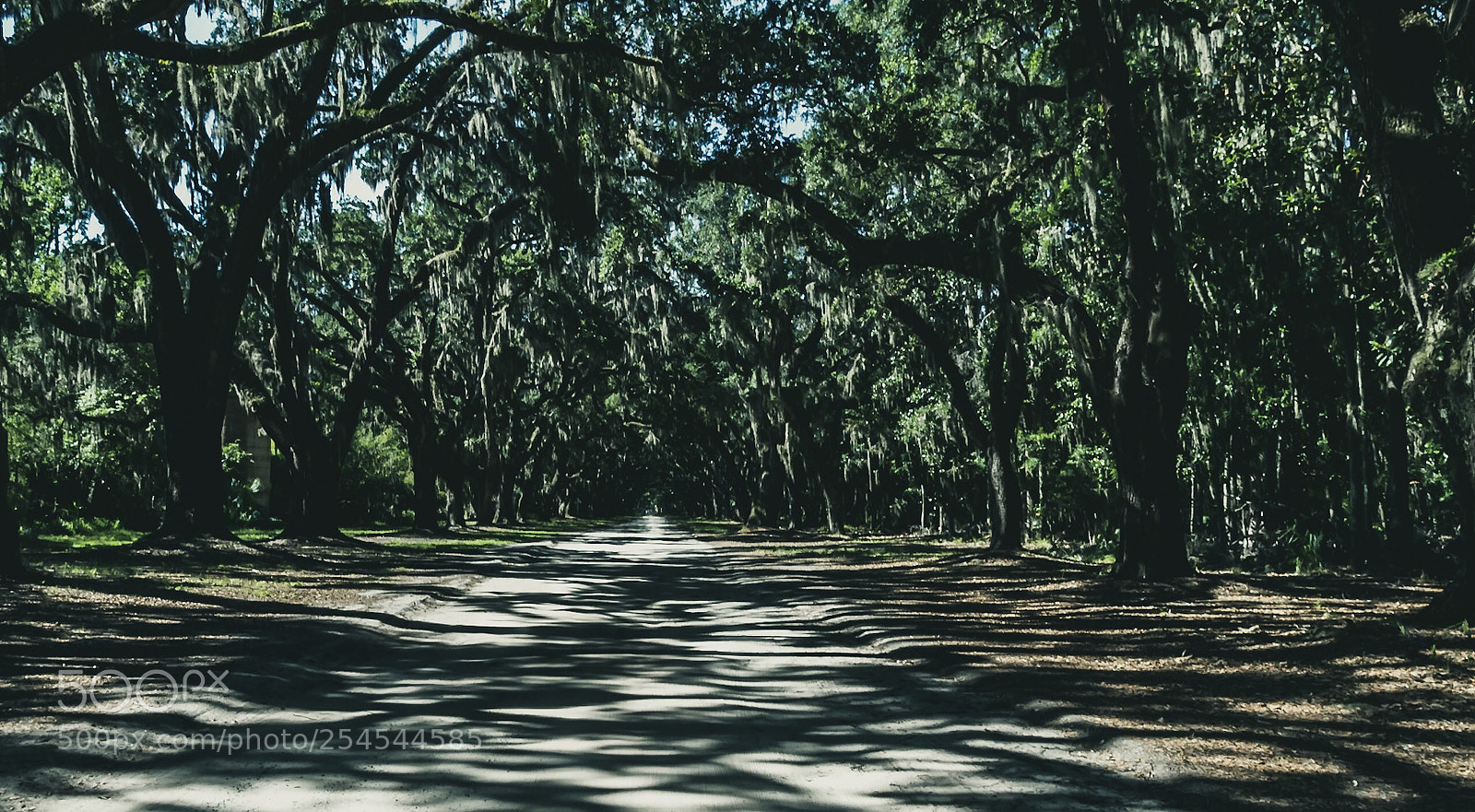 Nikon D5500 sample photo. Southern plantation  photography
