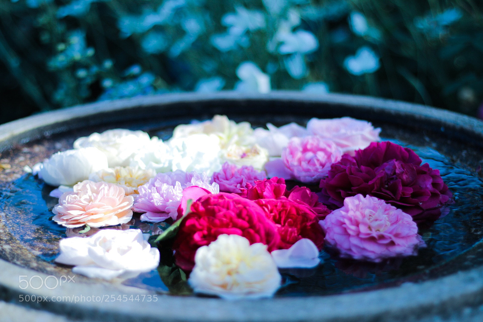 Canon EOS 70D sample photo. Water bouquet photography