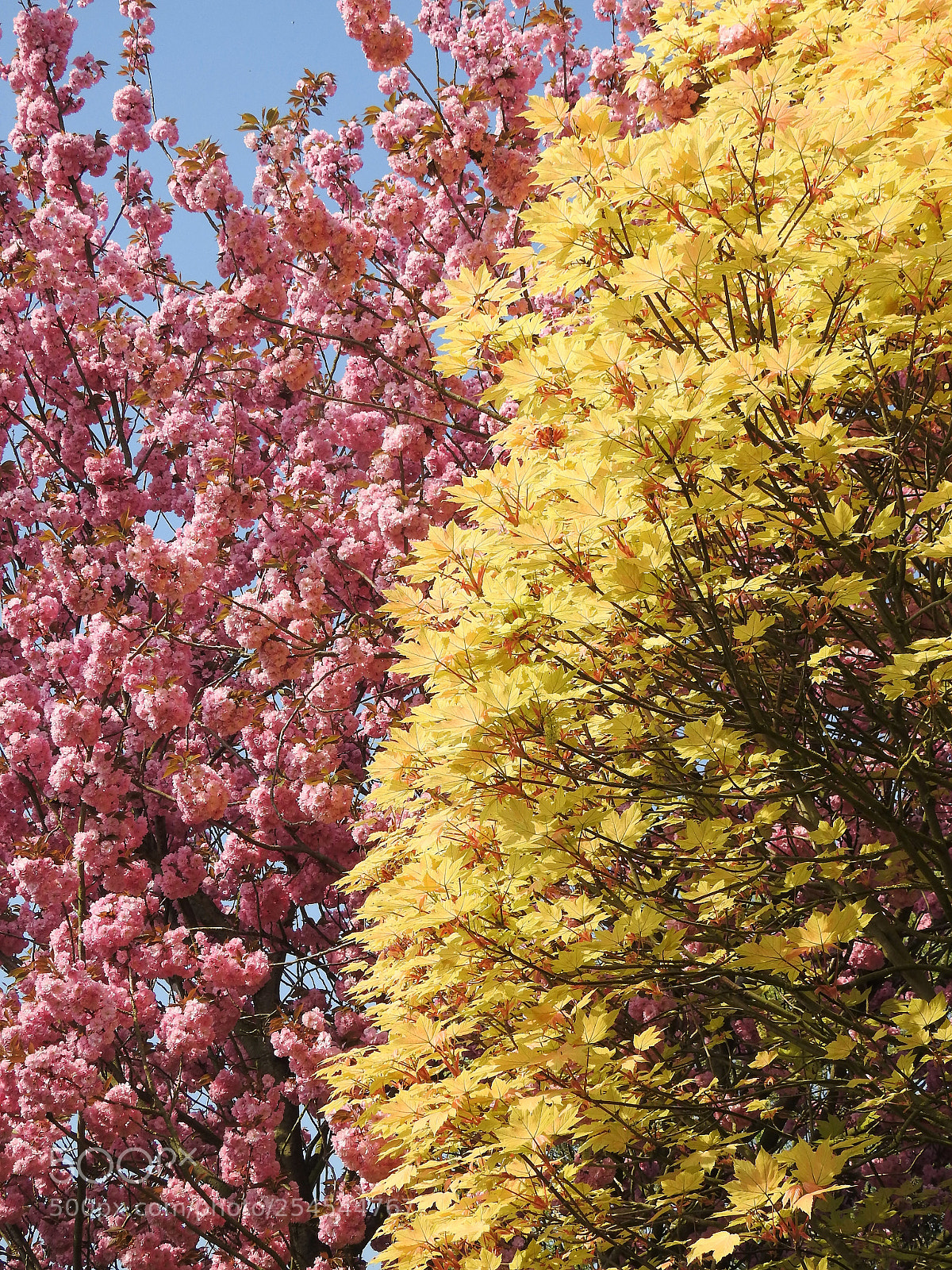 Nikon Coolpix P900 sample photo. Spring palette photography
