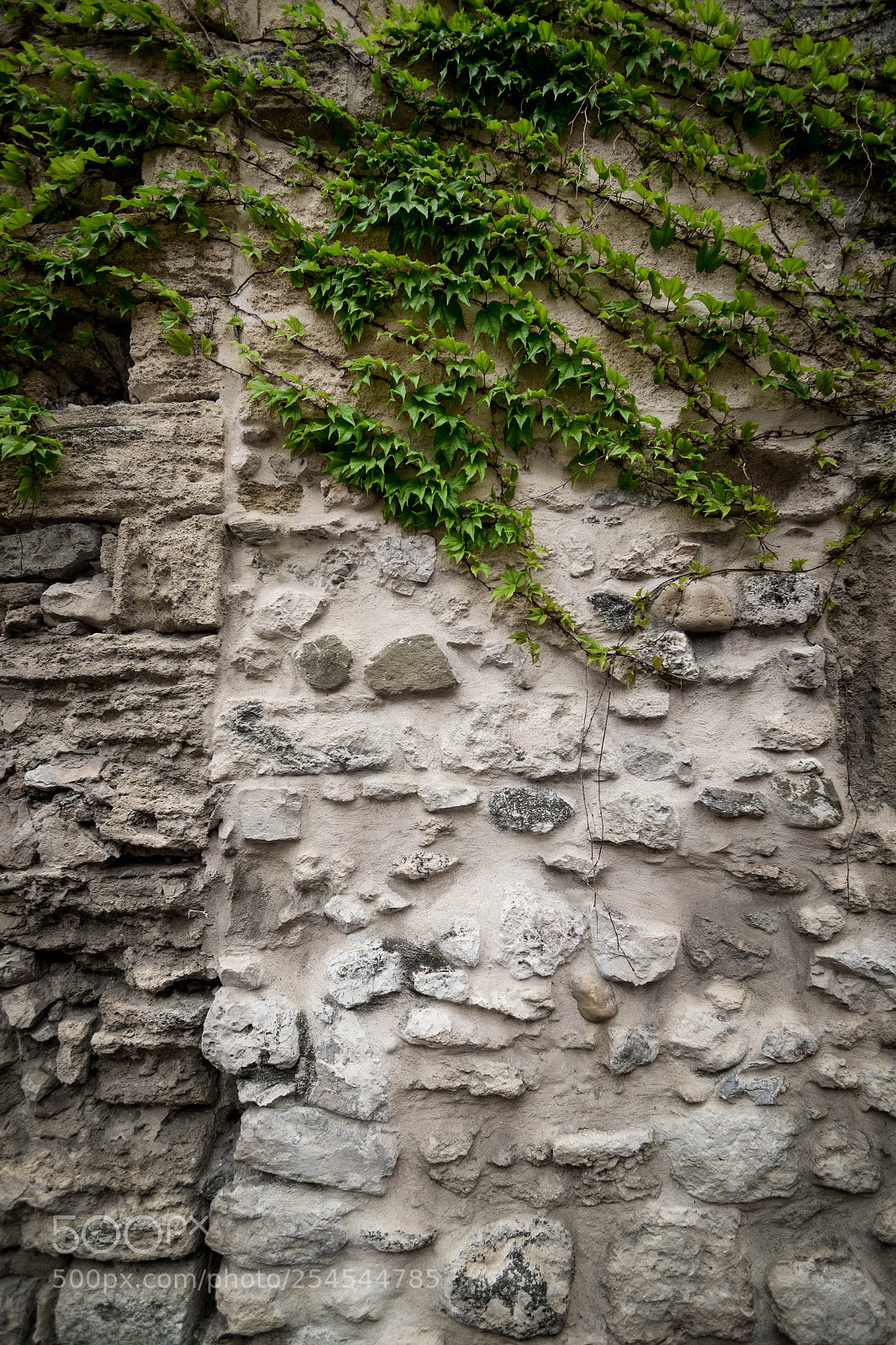 Canon EOS 7D Mark II sample photo. Nature takes over photography