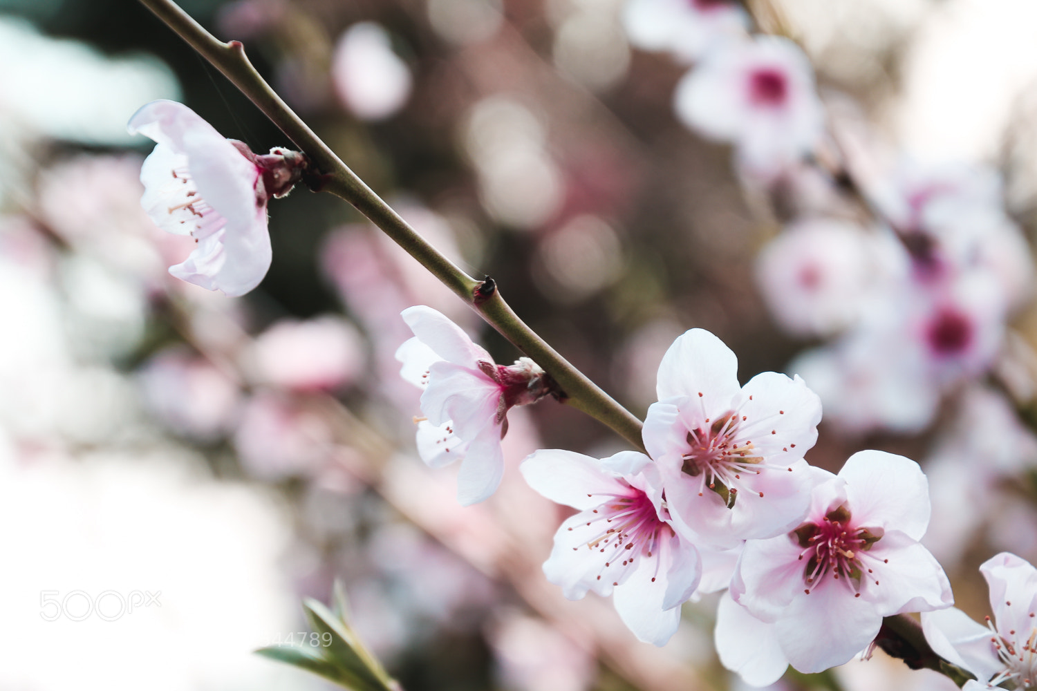 Canon EOS 750D (EOS Rebel T6i / EOS Kiss X8i) sample photo. Blossom 2 photography