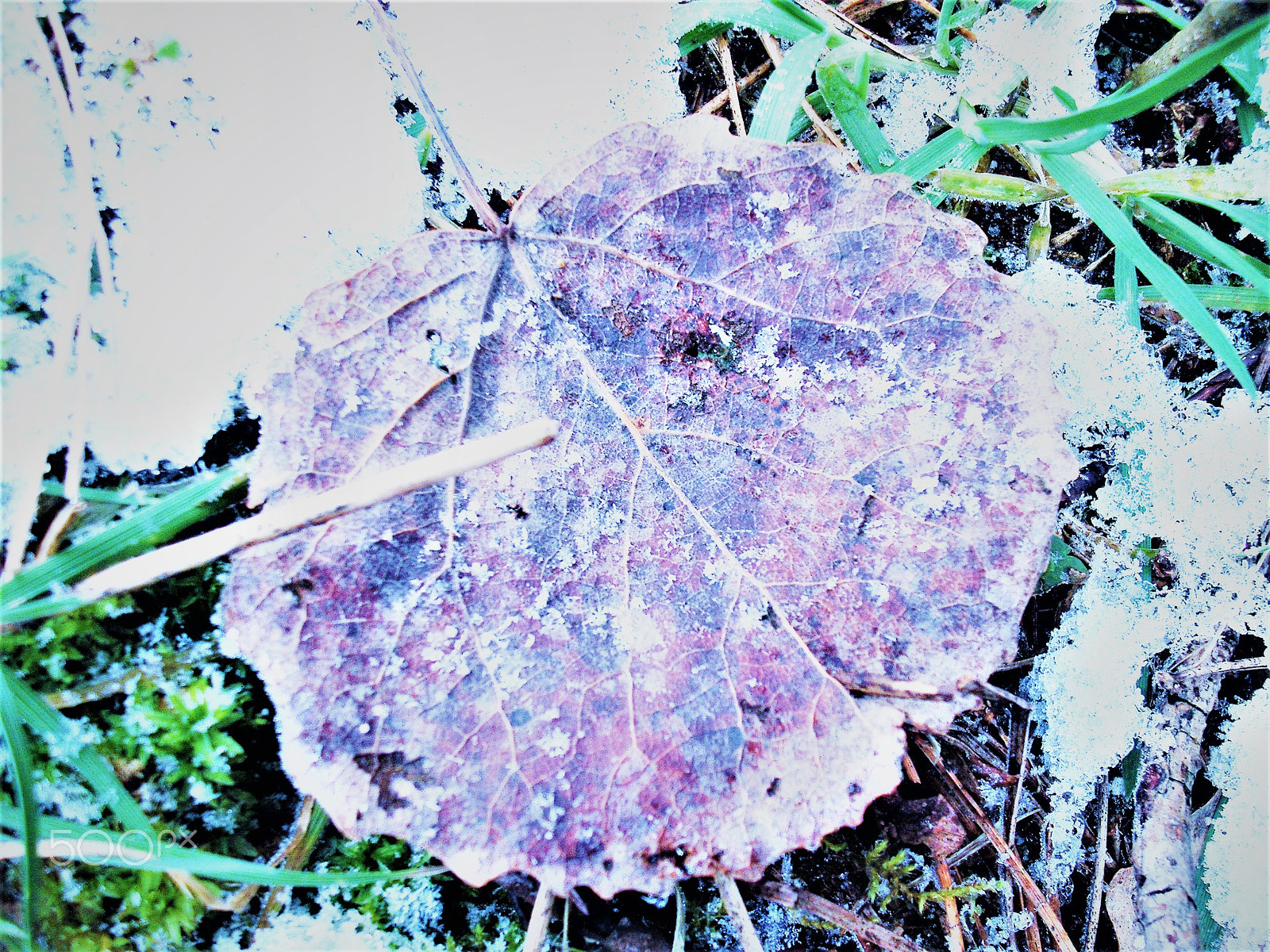 Fujifilm A850 sample photo. Leaf photography