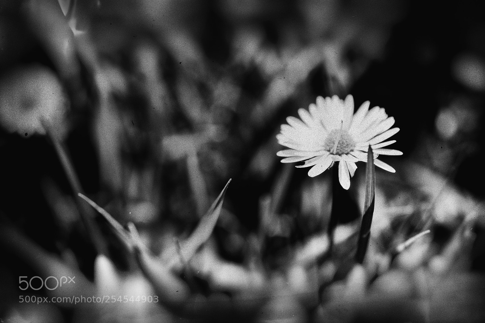 Nikon D7100 sample photo. L'herbe... photography