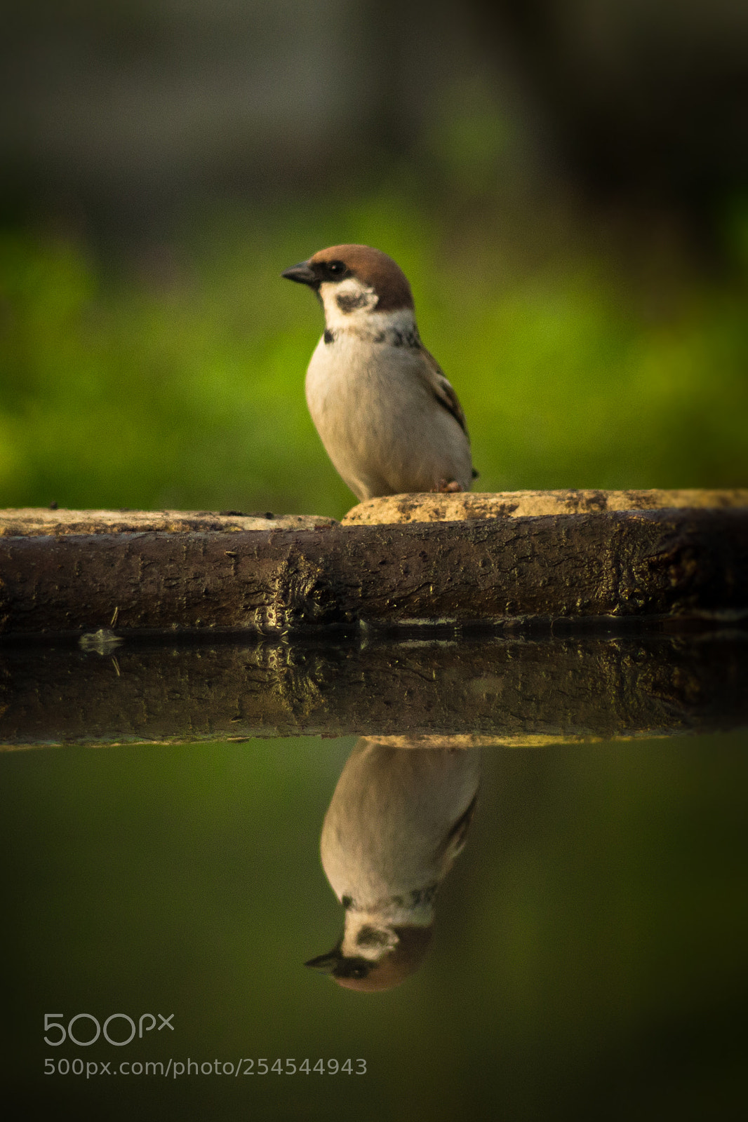 Canon EOS 100D (EOS Rebel SL1 / EOS Kiss X7) sample photo. Sparrow mirror photography