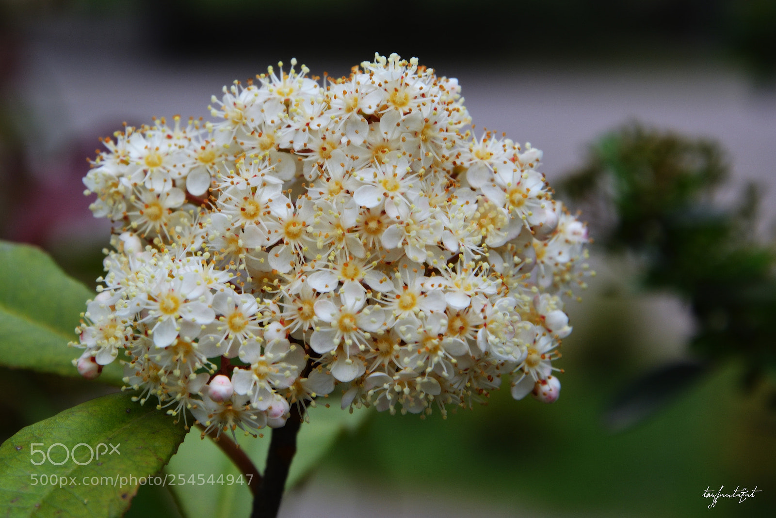Nikon D5200 sample photo. Beyaz ve sen photography