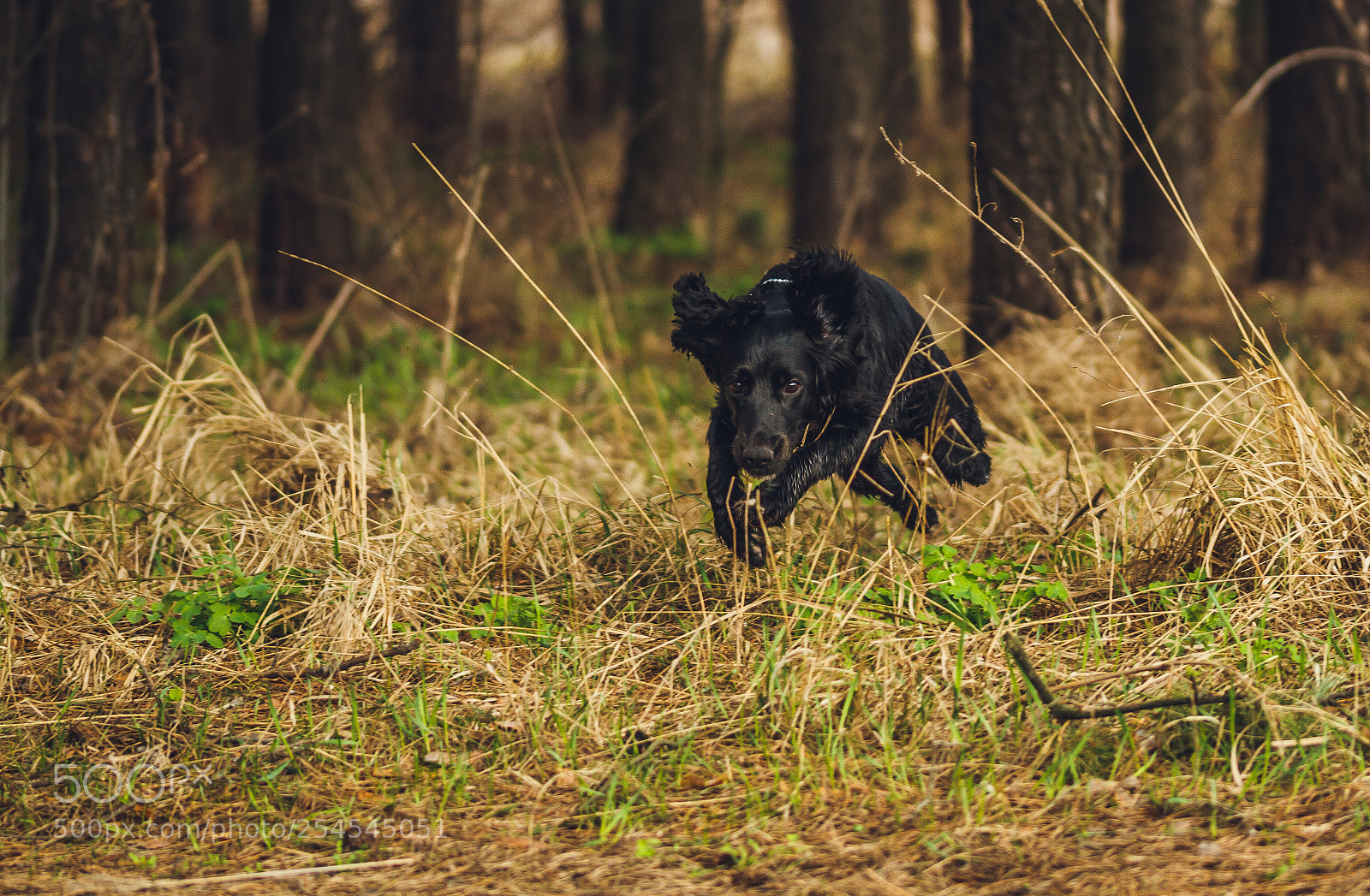 Canon EOS 7D sample photo. Jack jumping photography