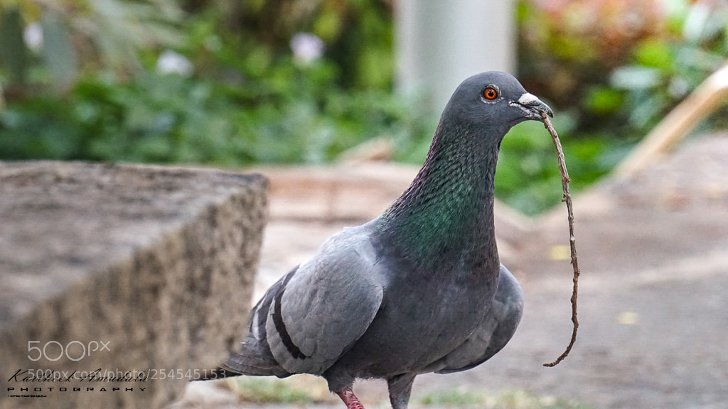 Sony a6300 sample photo. Pigeon photography