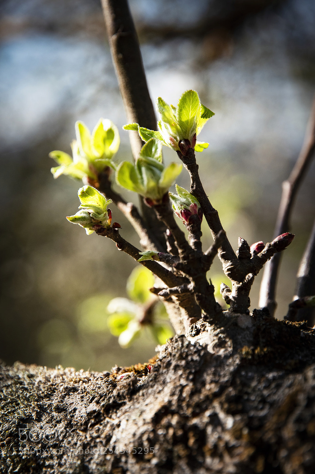 Nikon D5500 sample photo. Young apple tree shoots photography