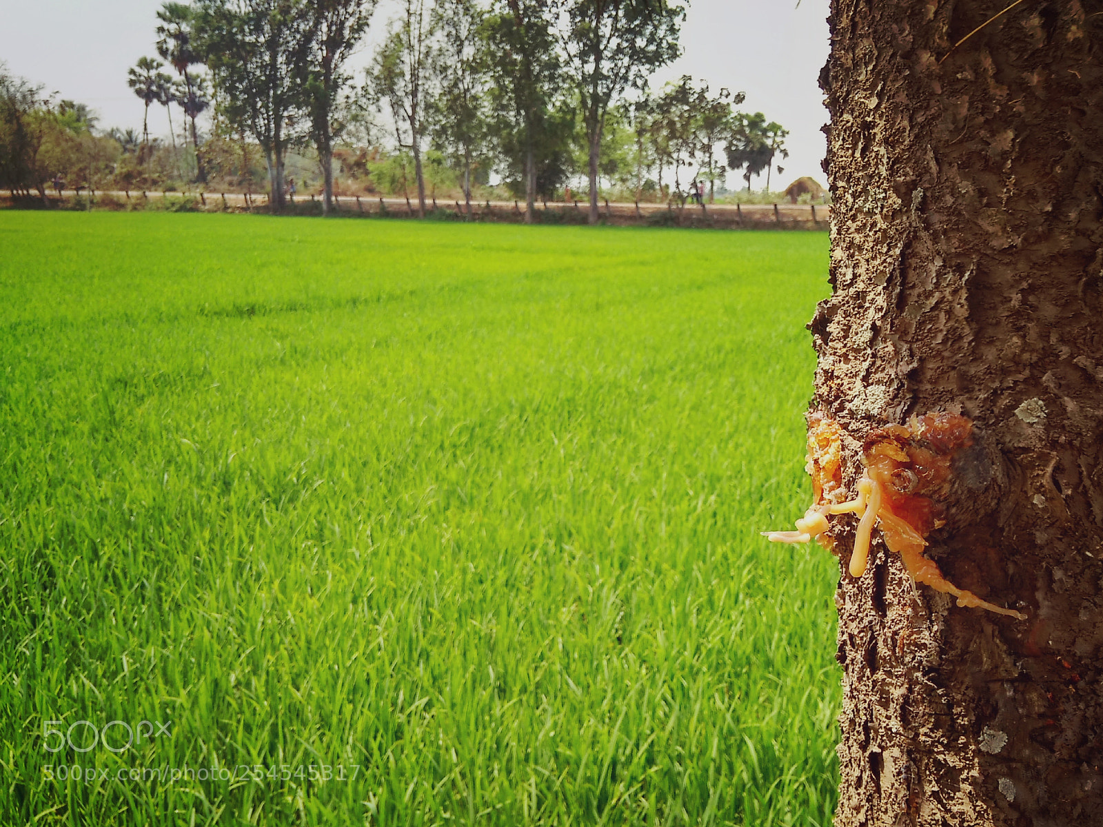 Xiaomi Redmi 4A sample photo. Untitled photography