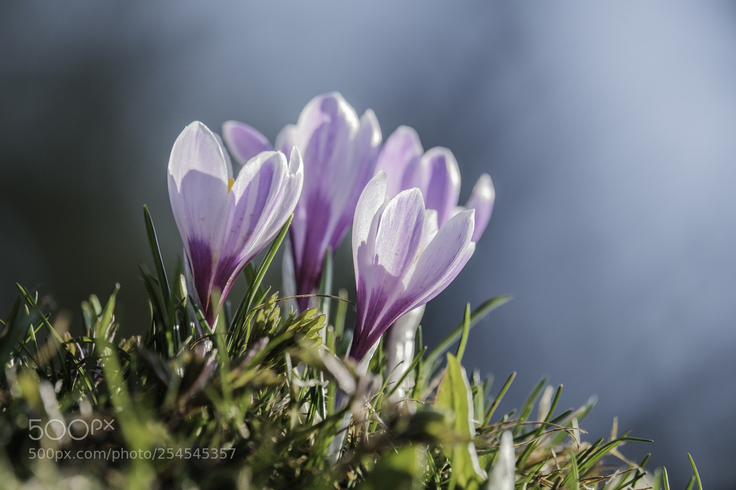 Fujifilm X-T2 sample photo. Frühlingsboten photography