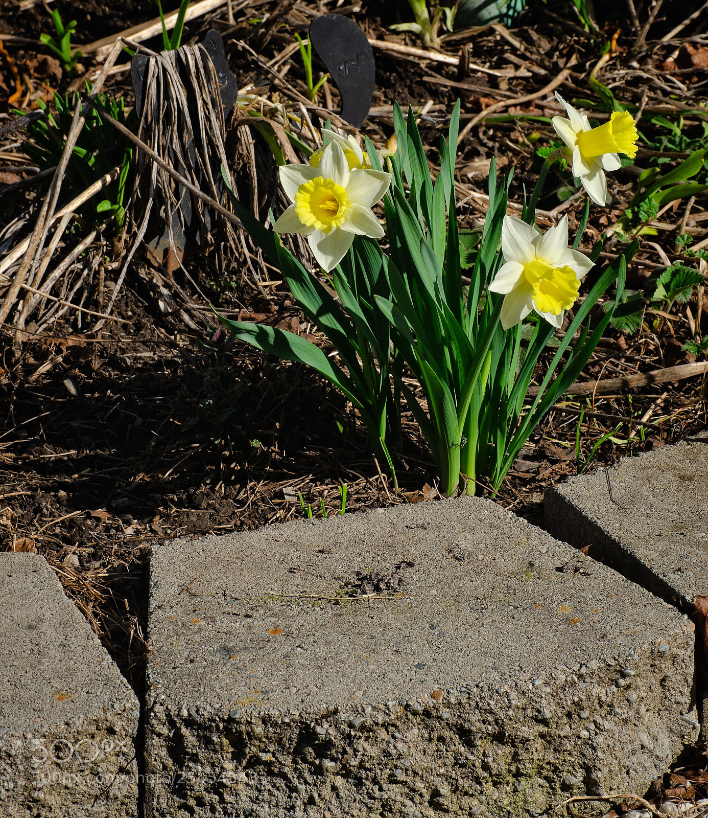 Nikon D7000 sample photo. Spring blooms photography