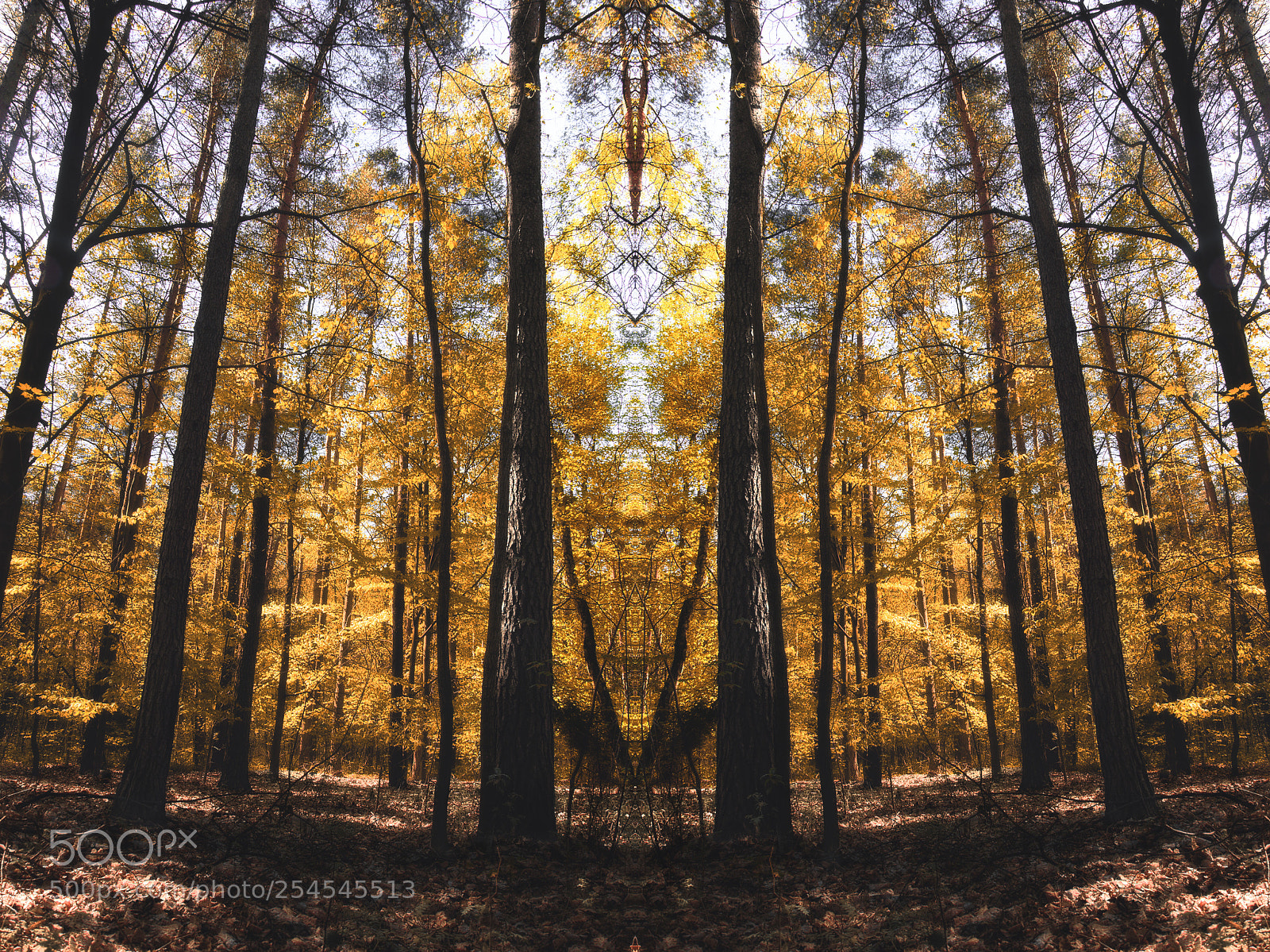 Nikon D3300 sample photo. Forest portal photography