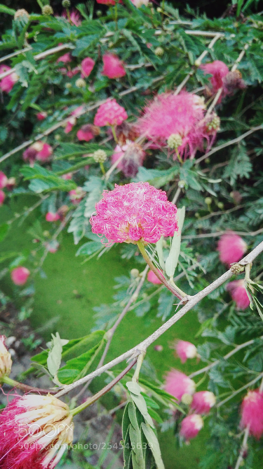 Xiaomi Redmi 4A sample photo. Untitled photography
