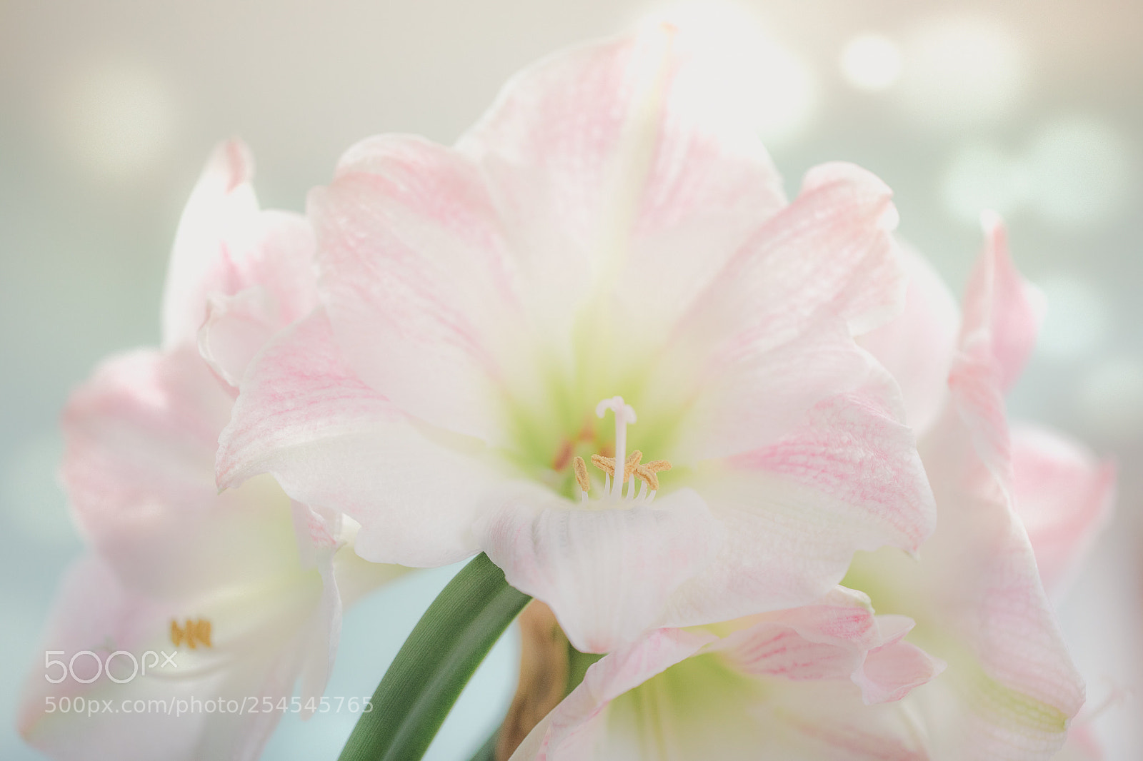 Canon EOS 5D Mark IV sample photo. Agapanthus bloom photography