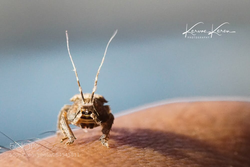 Sony a99 II sample photo. Green wattle hopper photography