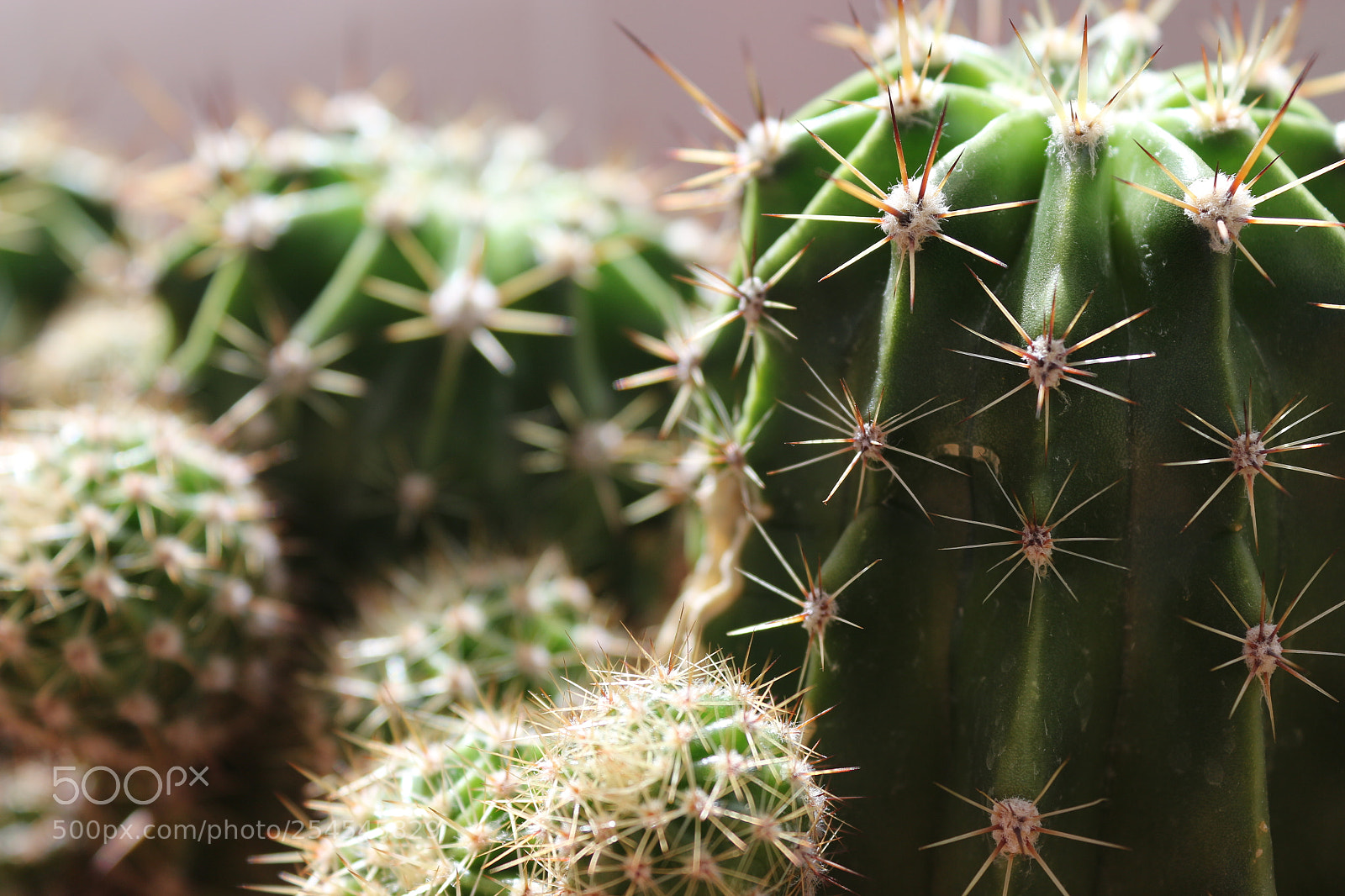 Canon EF-S 18-55mm F3.5-5.6 III sample photo. Cactus photography