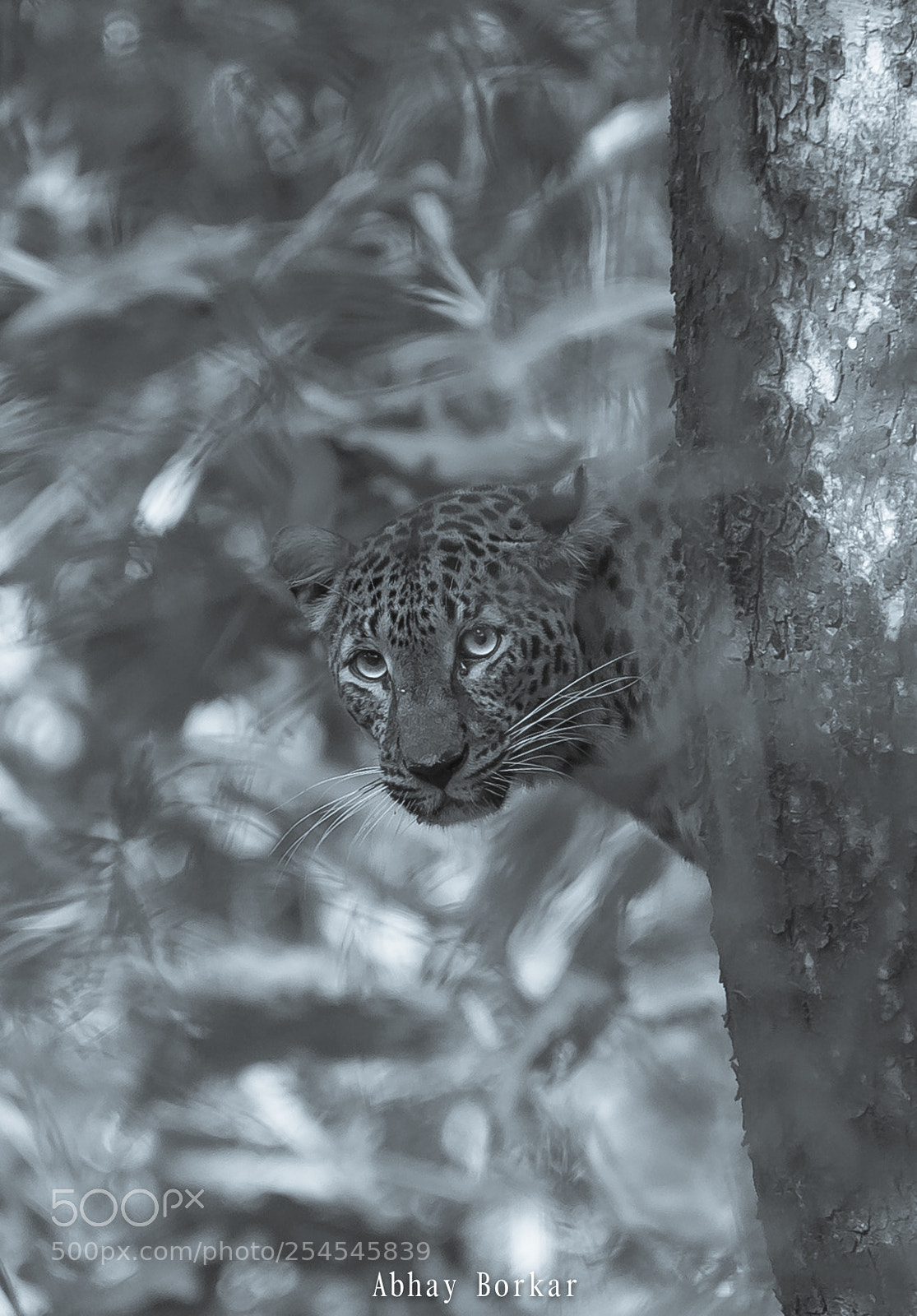 Nikon D7100 sample photo. Leopard photography