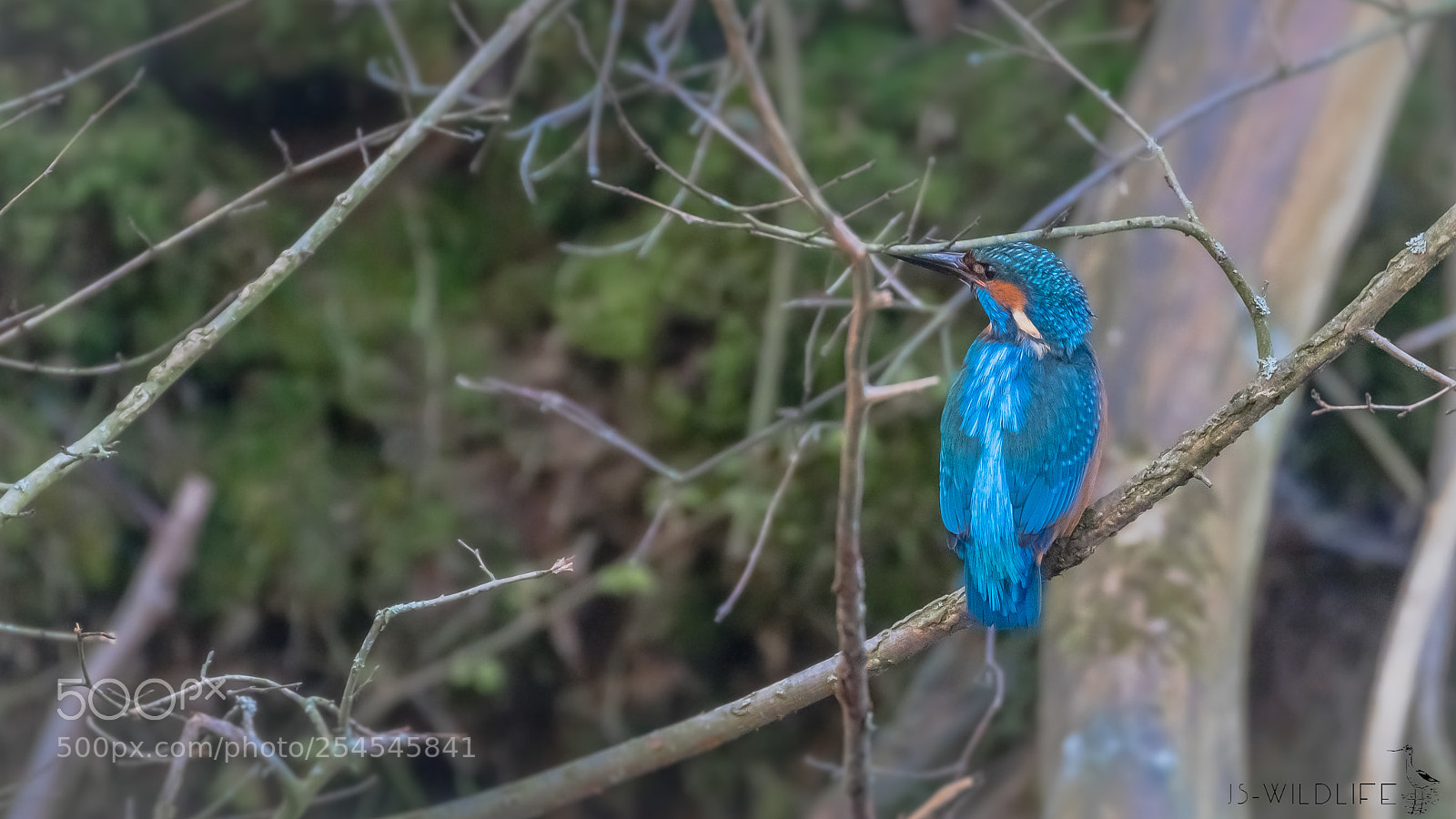 Canon EOS 80D sample photo. Male kingfisher photography