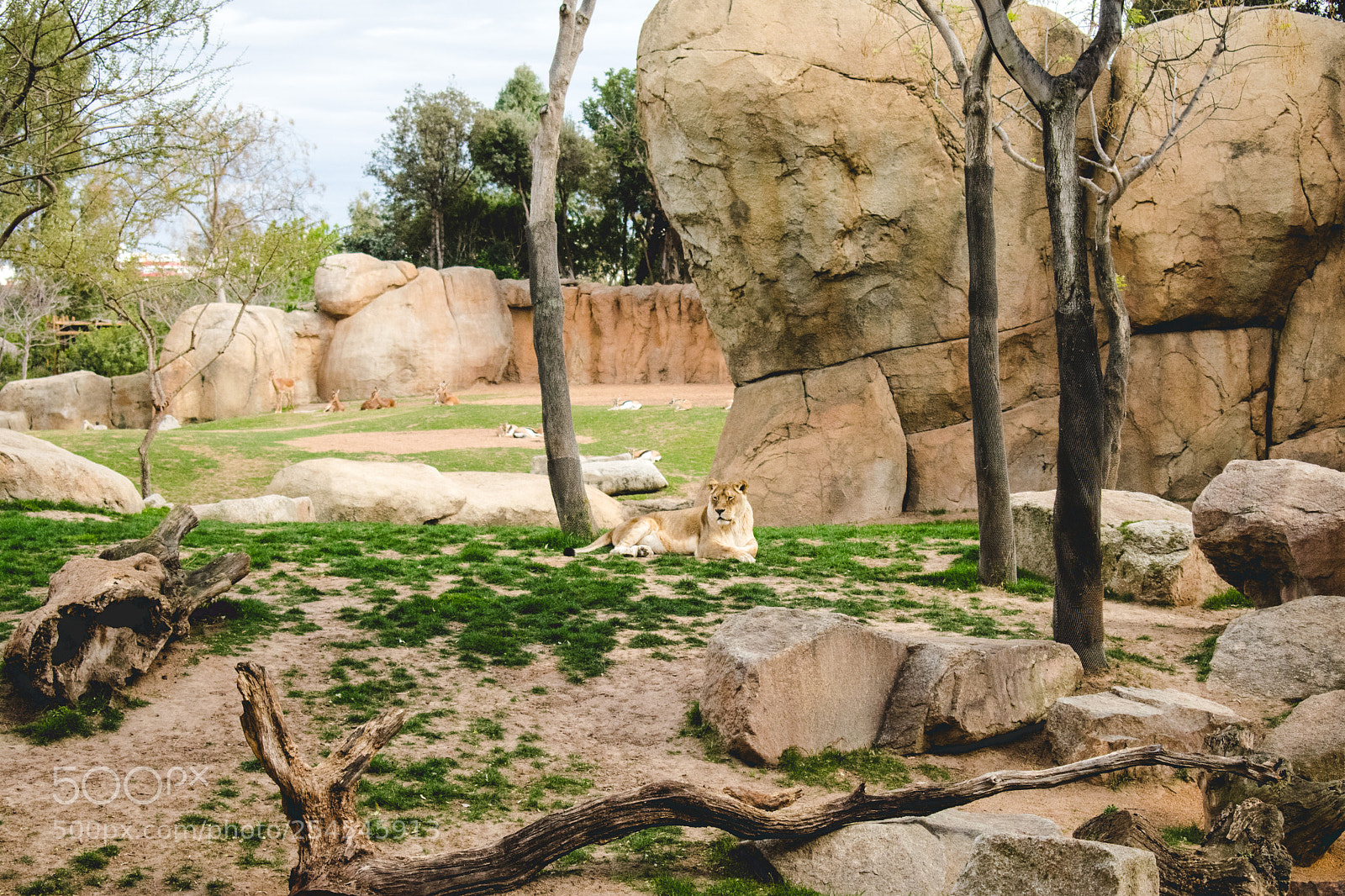 Nikon D3400 sample photo. Valencian lion. photography