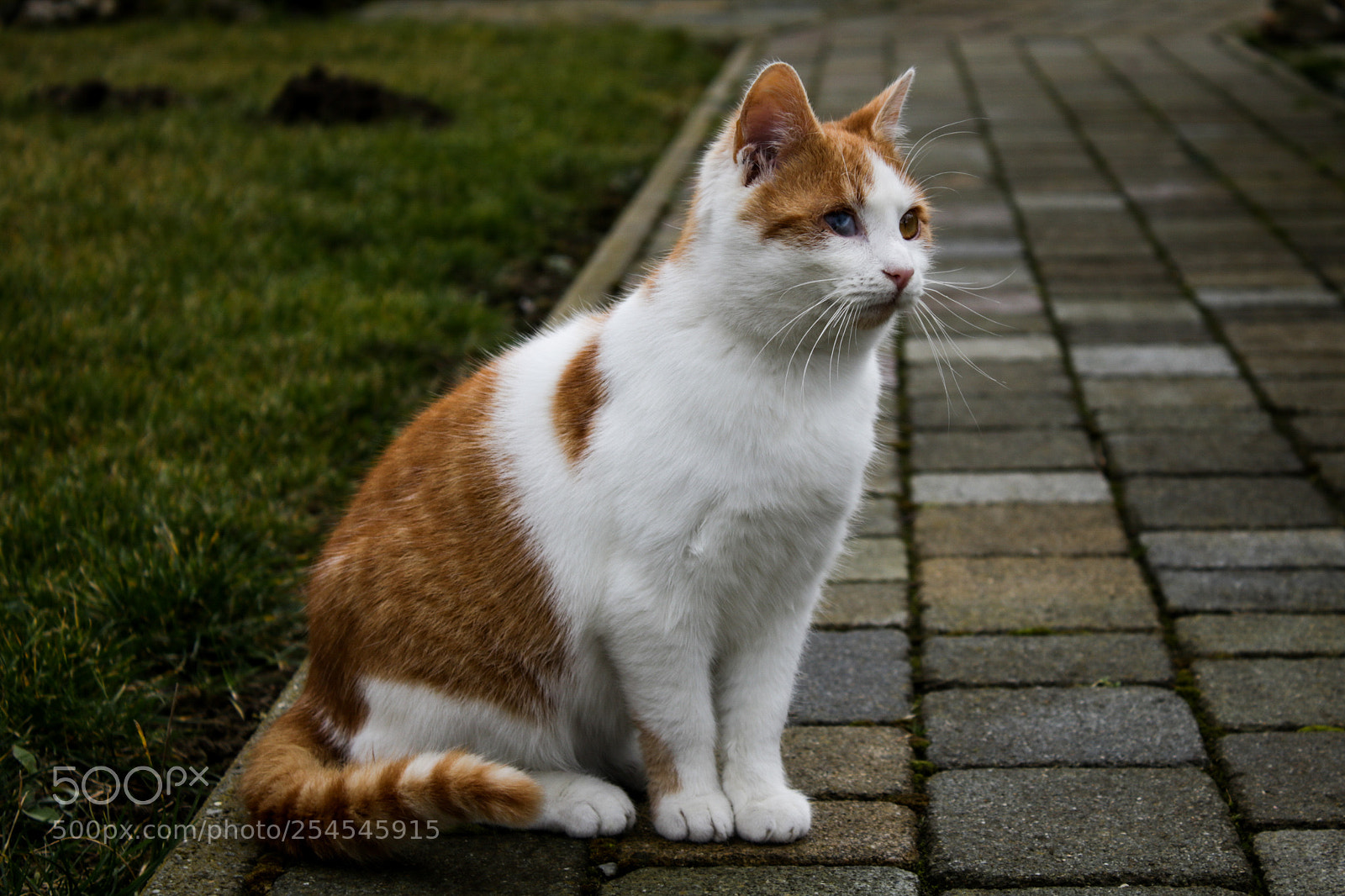 Canon EOS 760D (EOS Rebel T6s / EOS 8000D) sample photo. Frici (frederick) photography