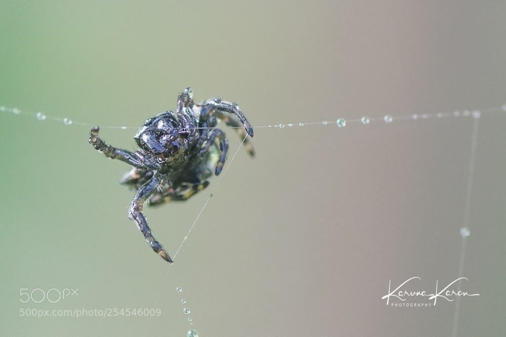 Sony a99 II sample photo. Star spider photography