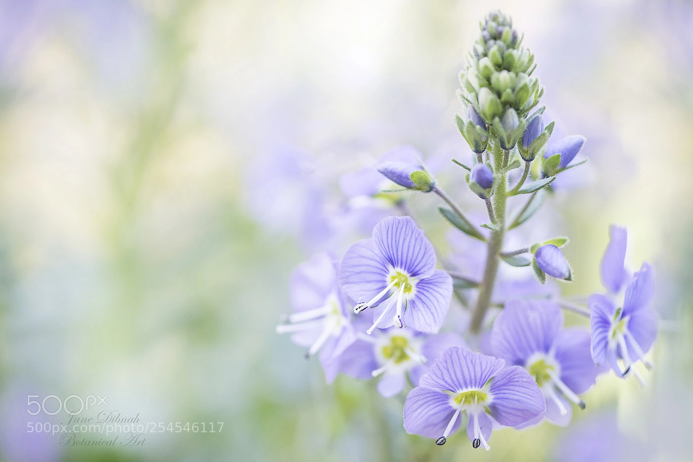 Canon EOS 7D Mark II sample photo. Veronica photography