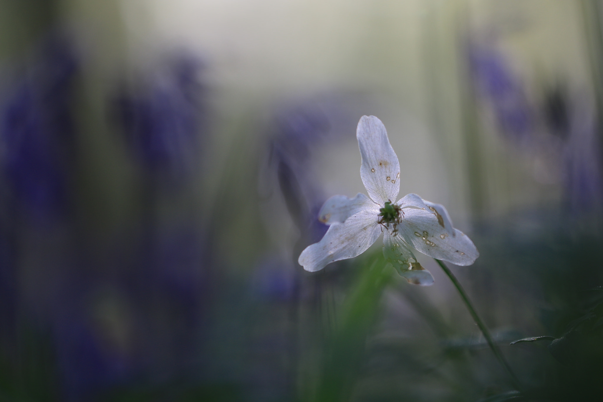 Canon EF 100mm F2.8L Macro IS USM sample photo. Faded photography