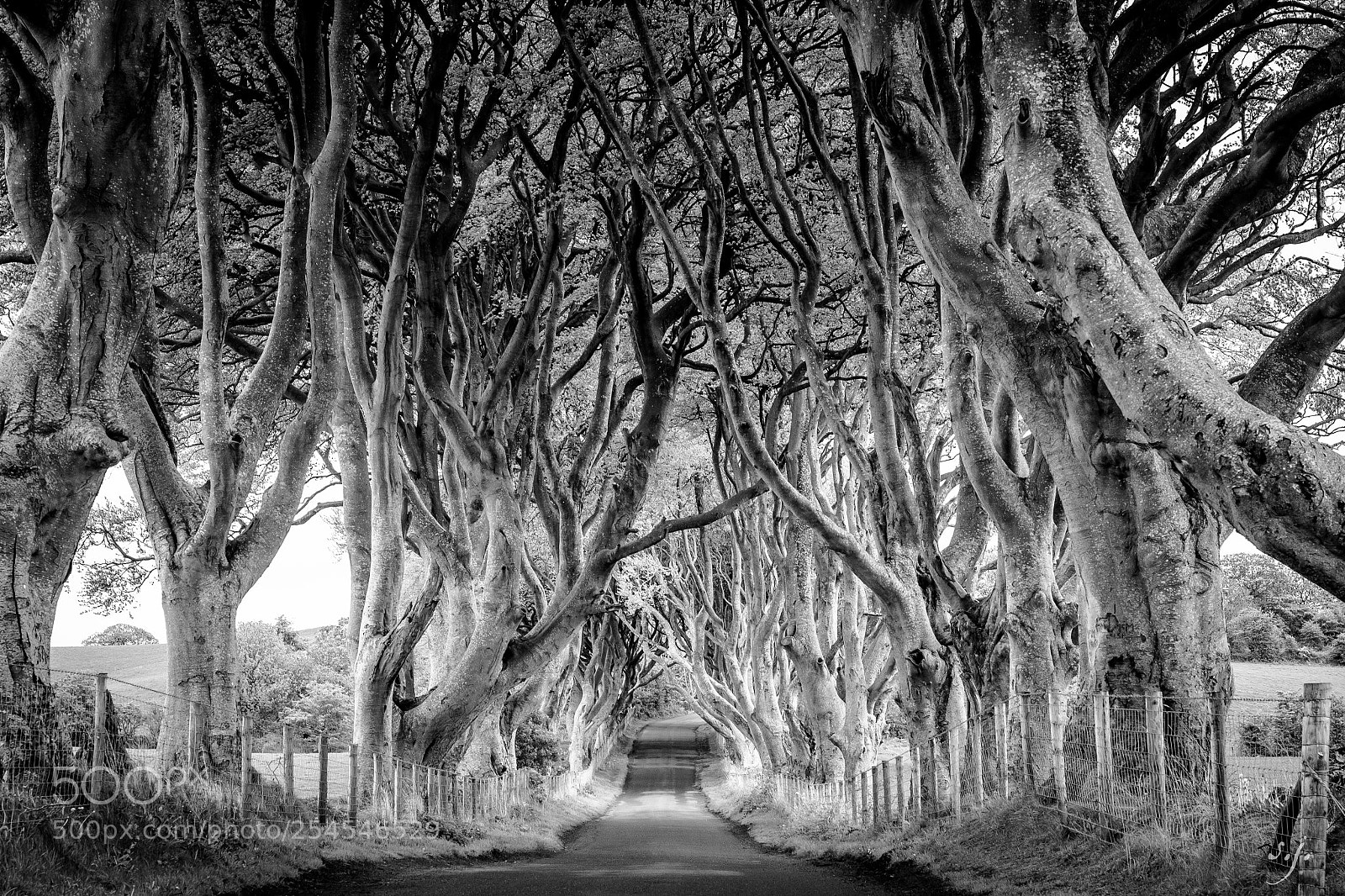Canon EOS 550D (EOS Rebel T2i / EOS Kiss X4) sample photo. Dark hedges photography