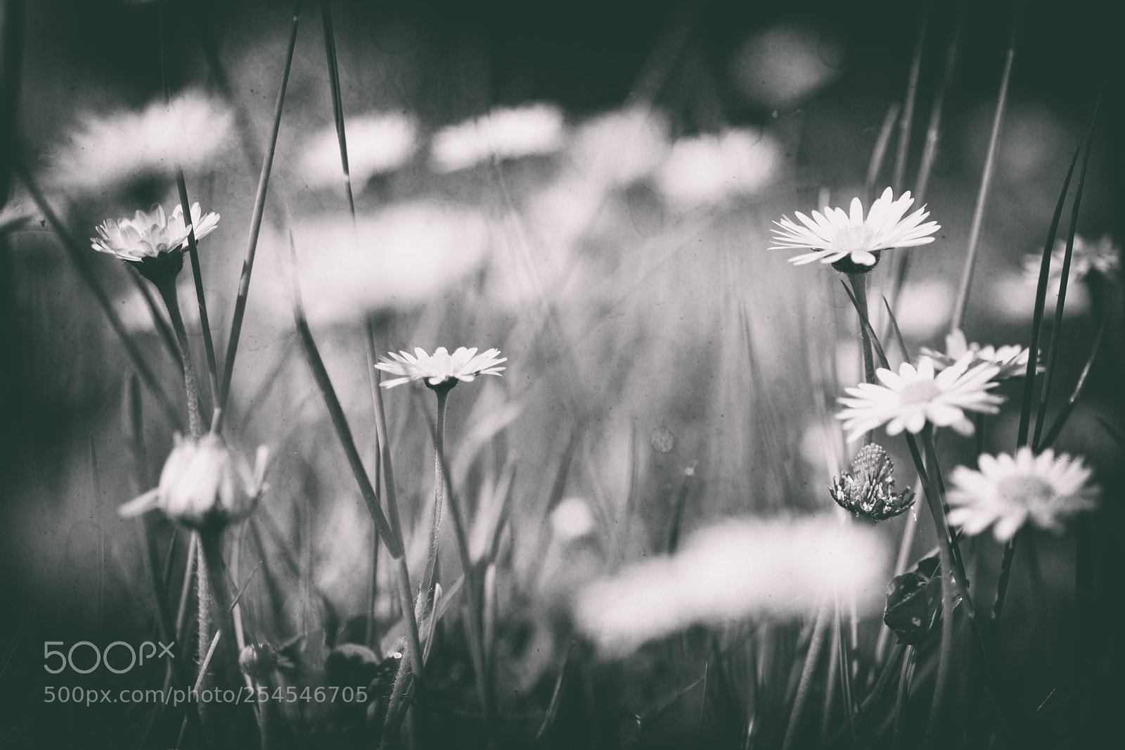 Nikon D7100 sample photo. L'herbe...acte ii... photography