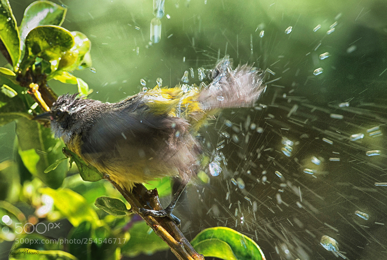 Nikon D800E sample photo. Cambacica shower photography