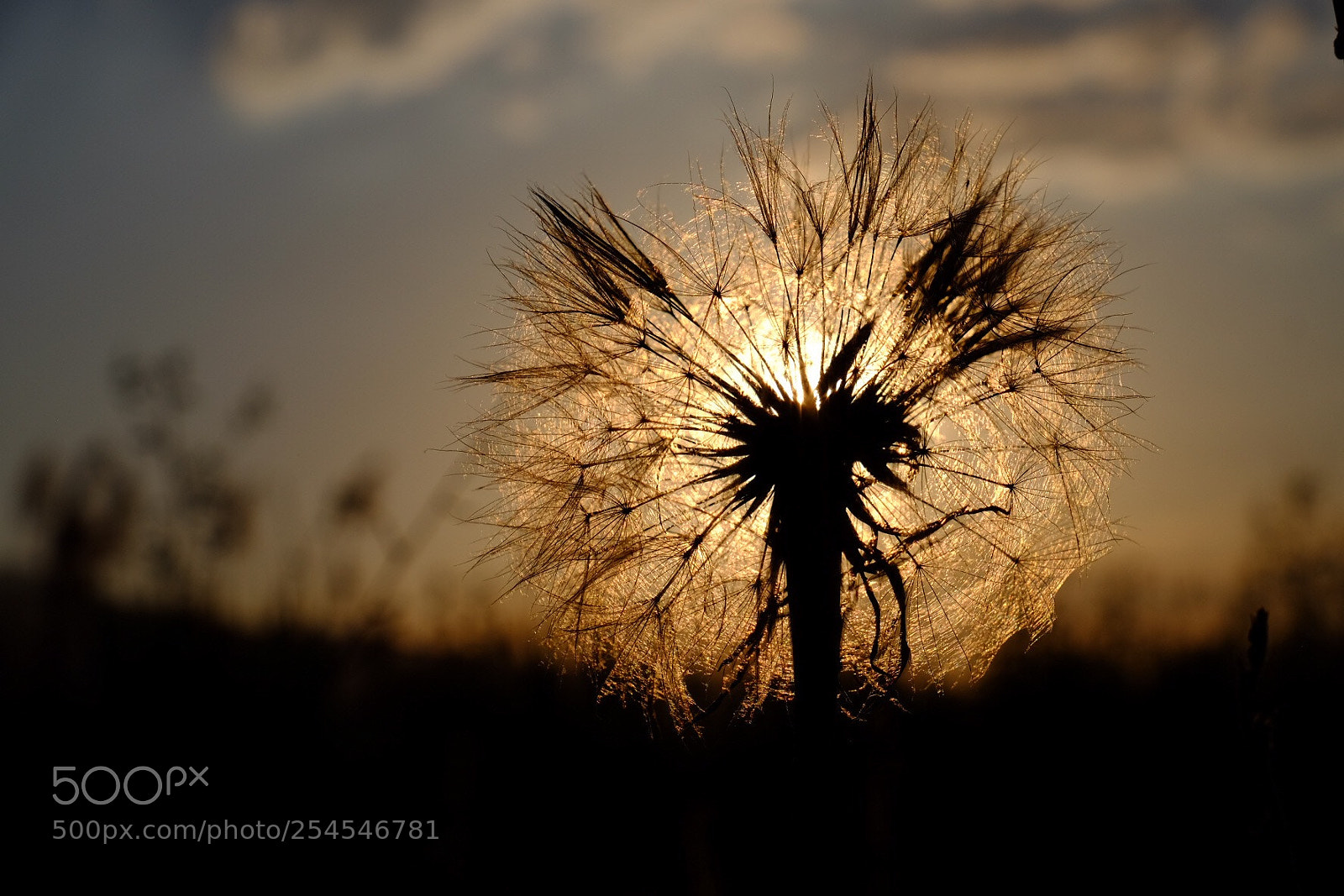 Fujifilm X-T1 sample photo. Puf puf photography