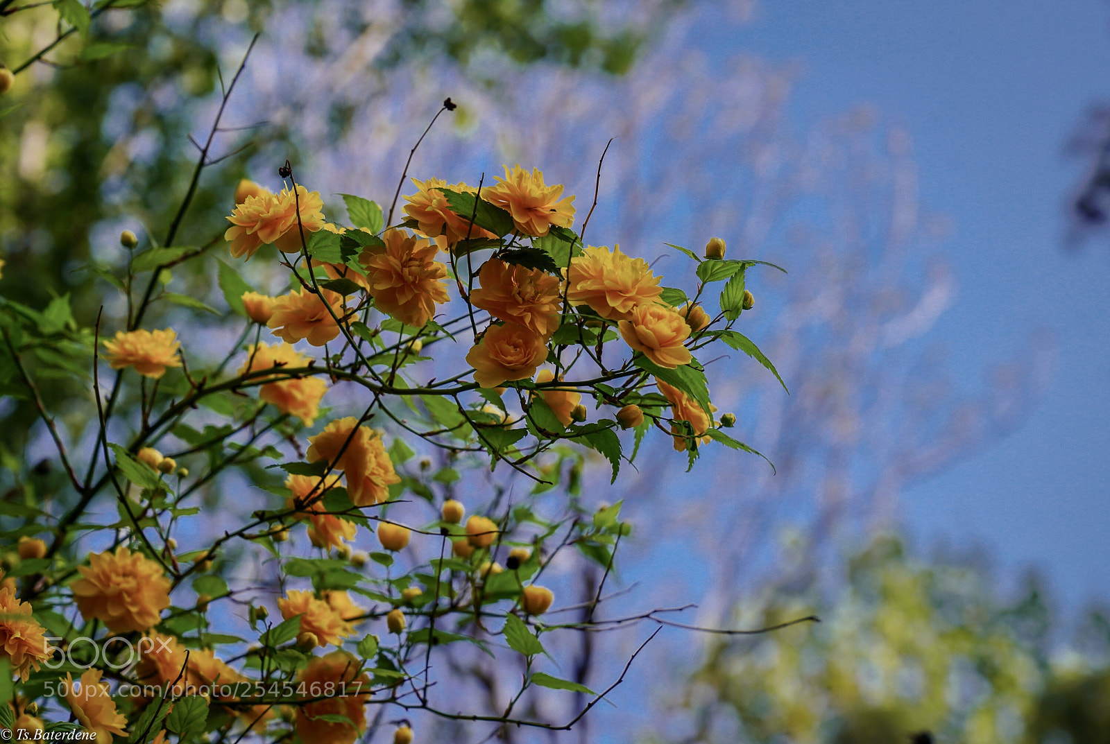 Sony a7R III sample photo. Untitled photography