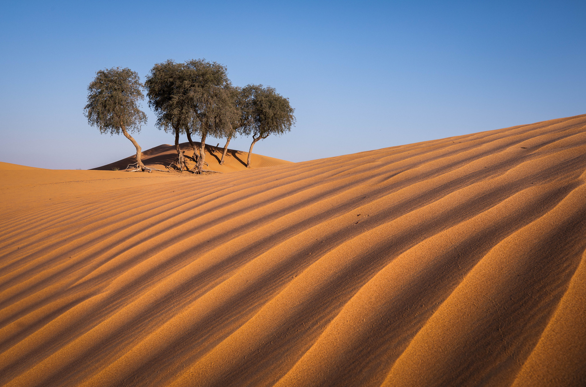 Desert 2018