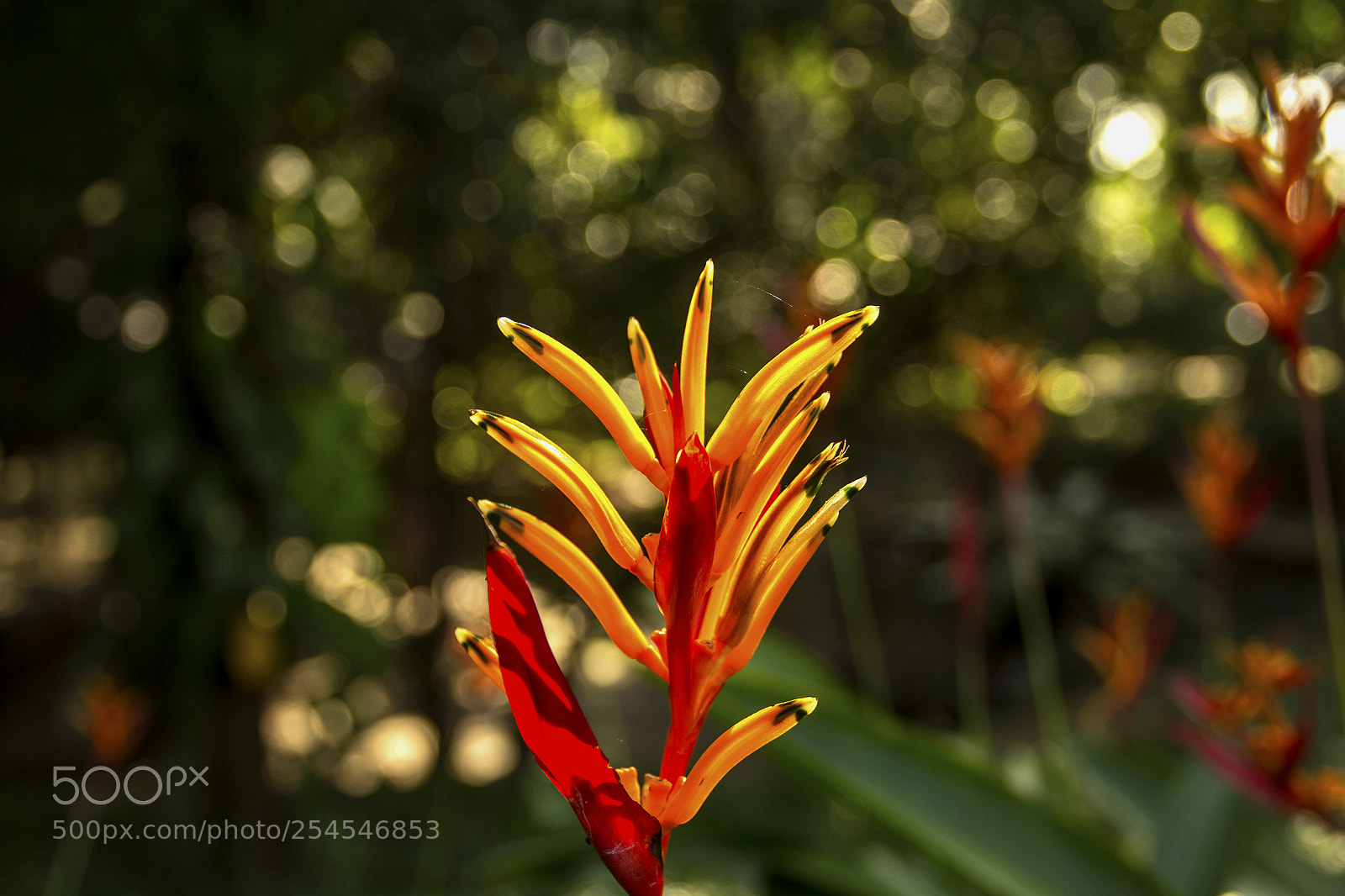 Canon EOS 60D sample photo. Orkeh photography
