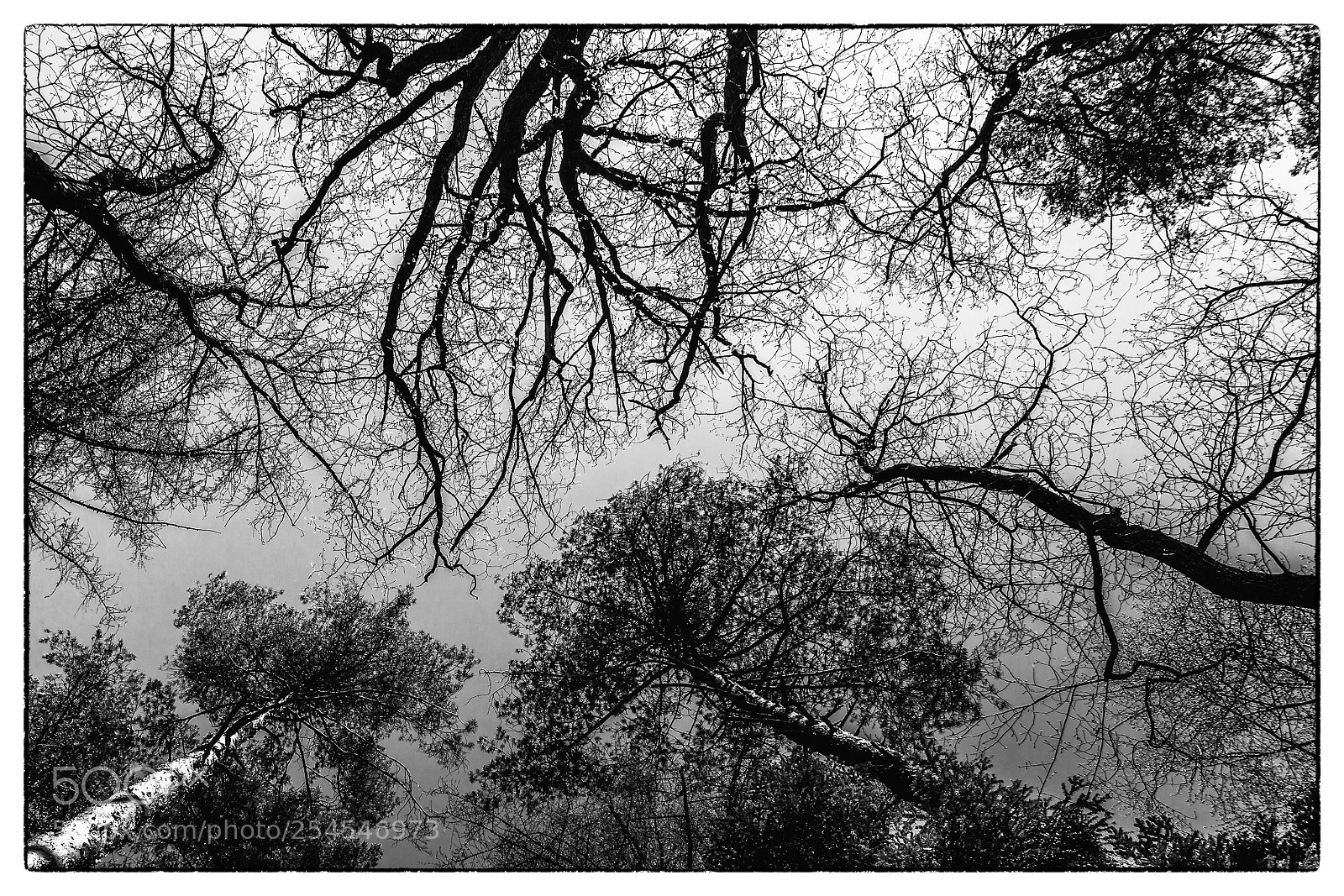 Sony a6000 sample photo. Dark trees photography