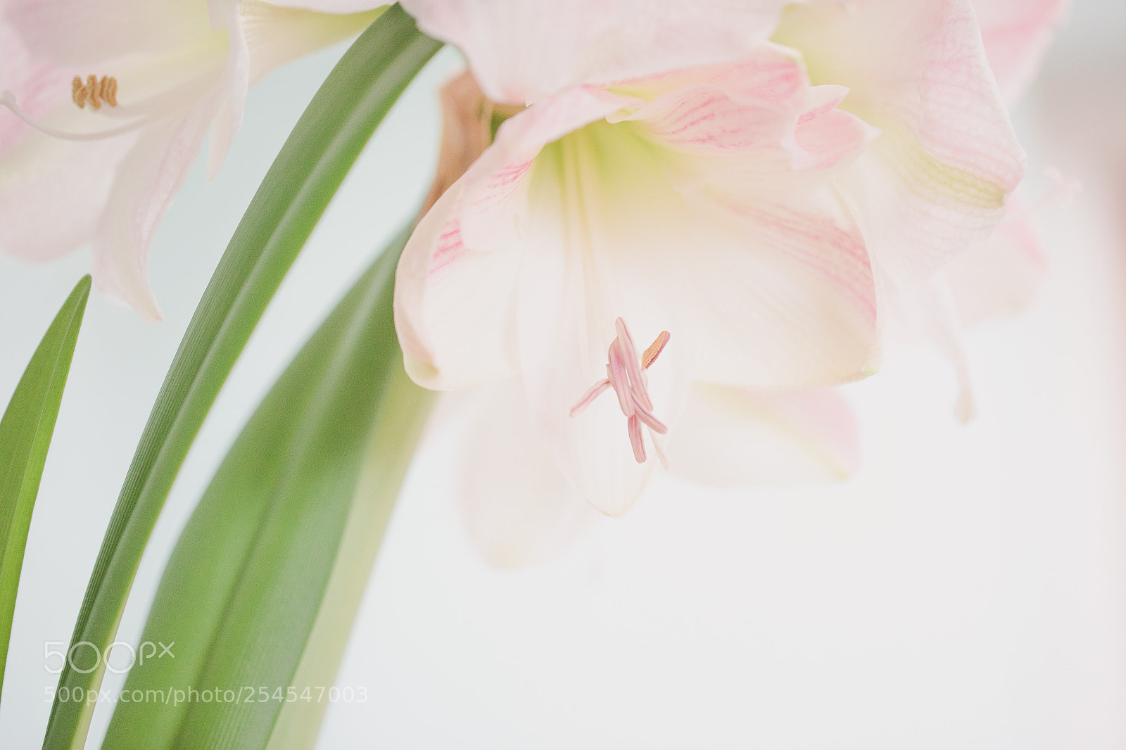 Canon EOS 5D Mark IV sample photo. Agapanthus photography