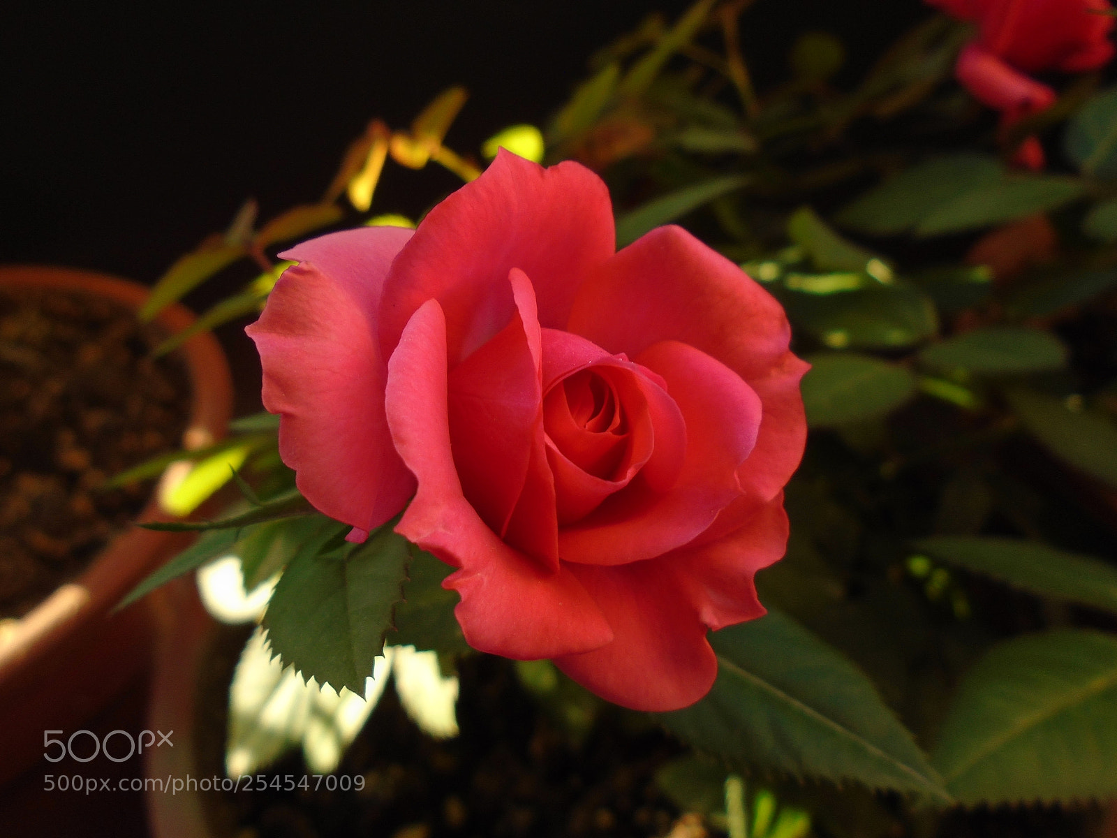 Sony Cyber-shot DSC-W800 sample photo. For you my friends photography