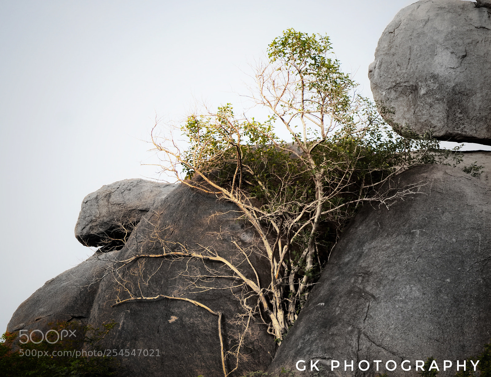 Panasonic Lumix DMC-FZ200 sample photo. Tree from rocks photography