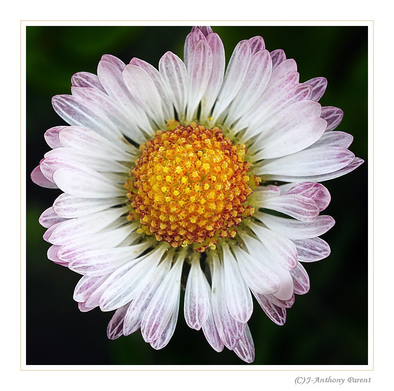 Nikon AF-S Micro-Nikkor 105mm F2.8G IF-ED VR sample photo. Pâquerette photography