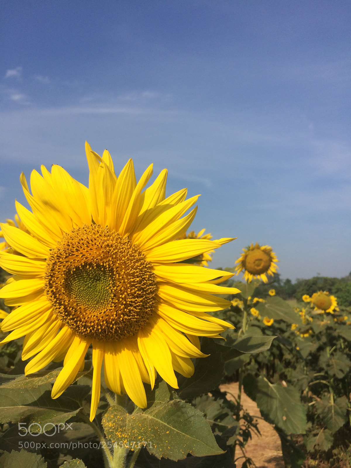 Apple iPhone 5s sample photo. Img photography