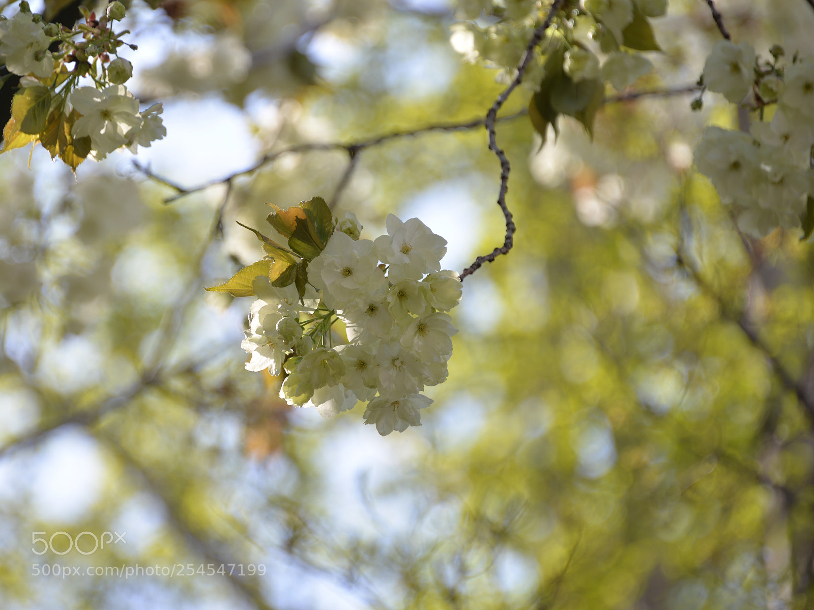 Nikon D610 sample photo. Untitled photography