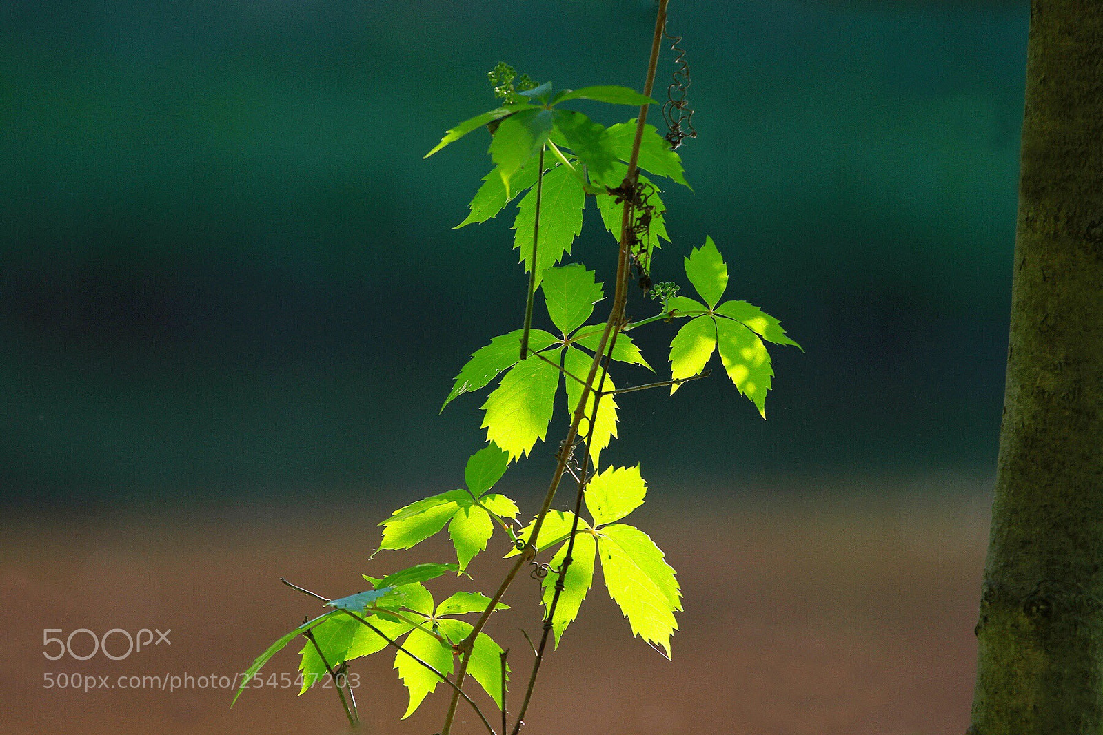 Canon EOS 7D sample photo. Spring photography
