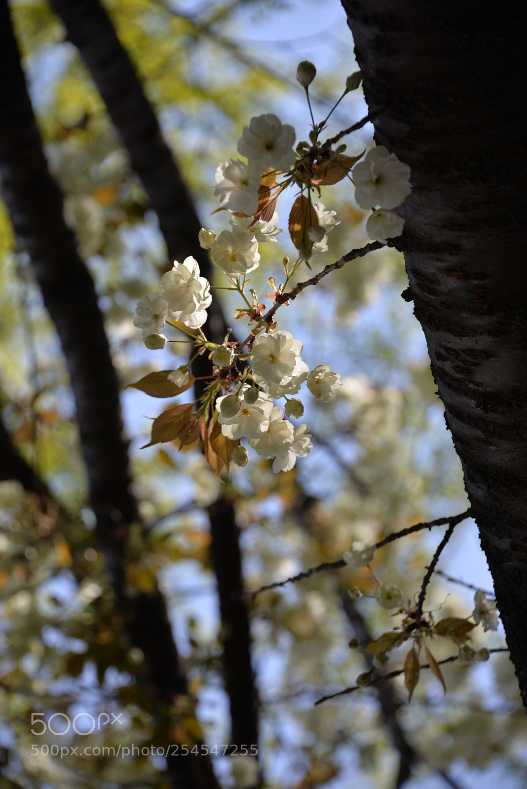 Nikon D610 sample photo. Untitled photography